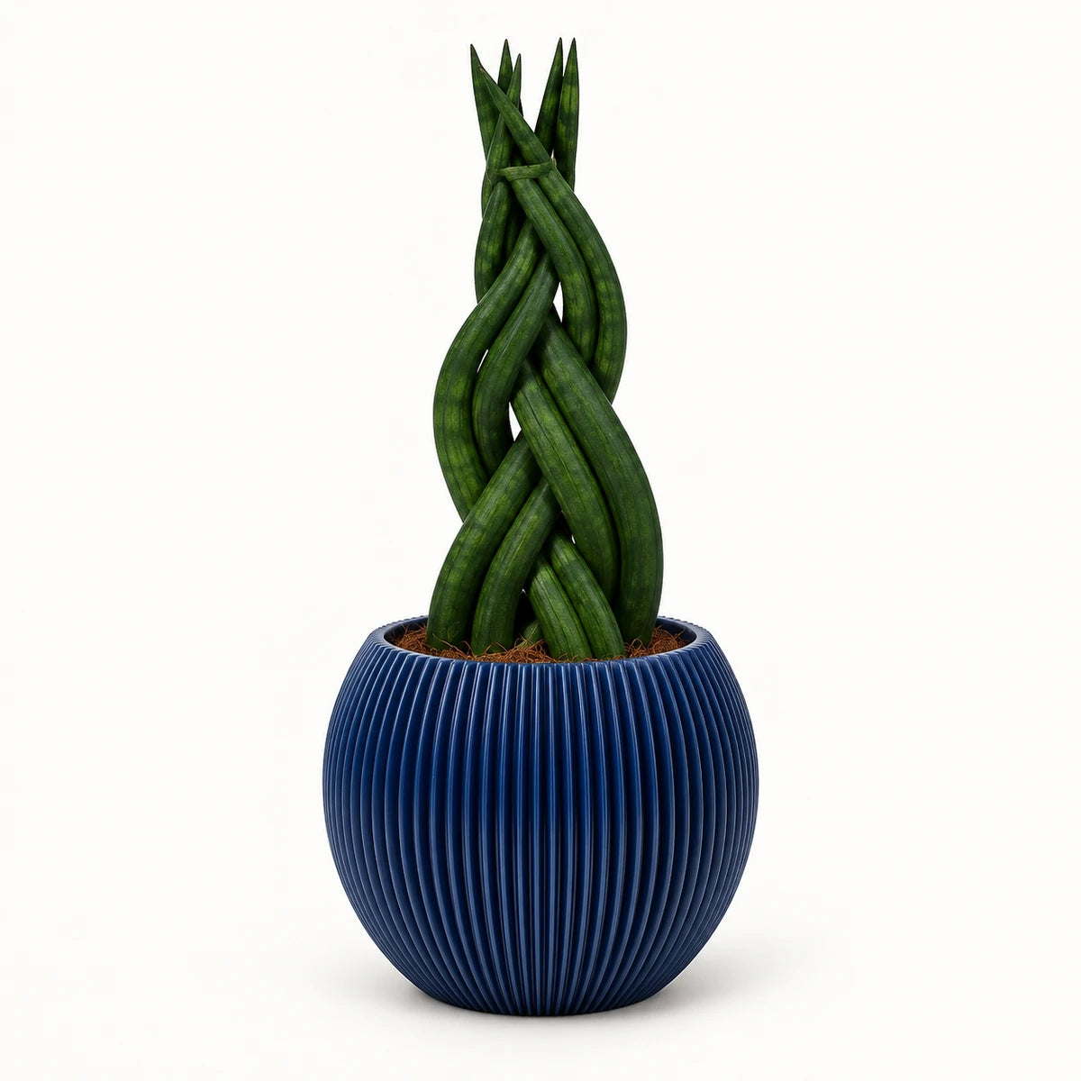 Sansevieria braid 9cm + Capi Vase ball groove dark blue 13cm (BGVDB109)