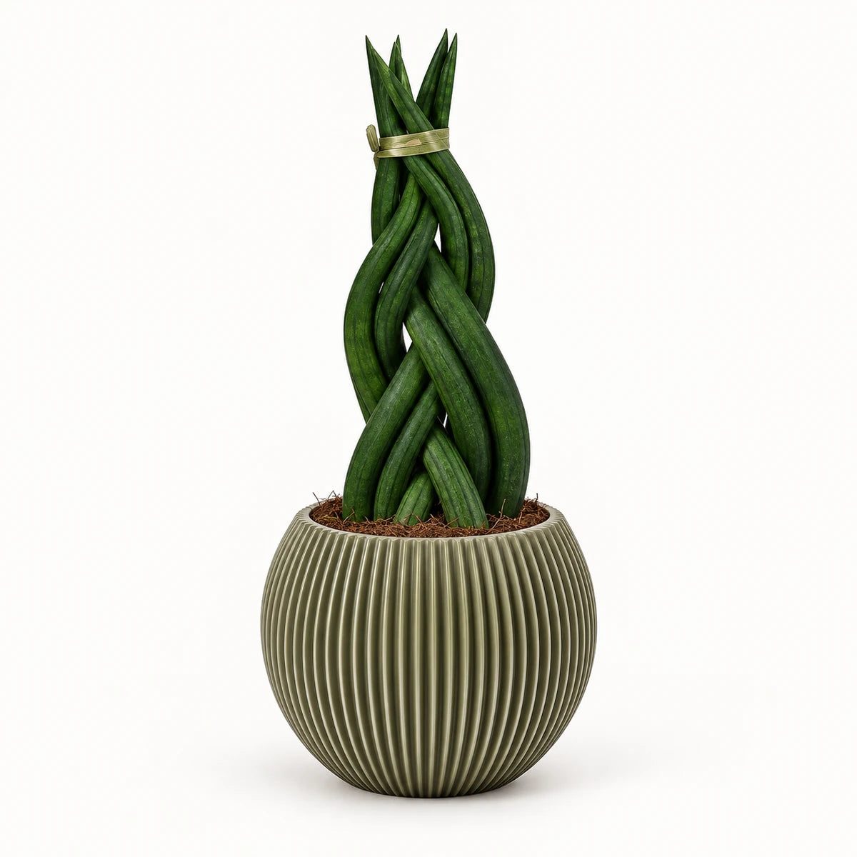 Sansevieria braid 9cm + Capi Vase ball groove green 13cm (BGVGN109)