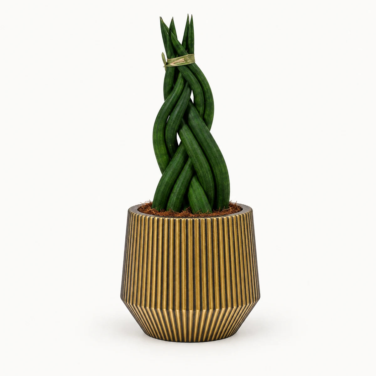 Sansevieria braid 9cm + Capi Vase cylinder geo groove black-gold 13cm (BGVGB332)