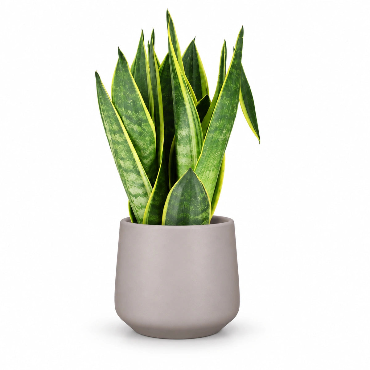 Sansevieria 'Canary' 12cm + Amber taupe matt 13cm (1097322)