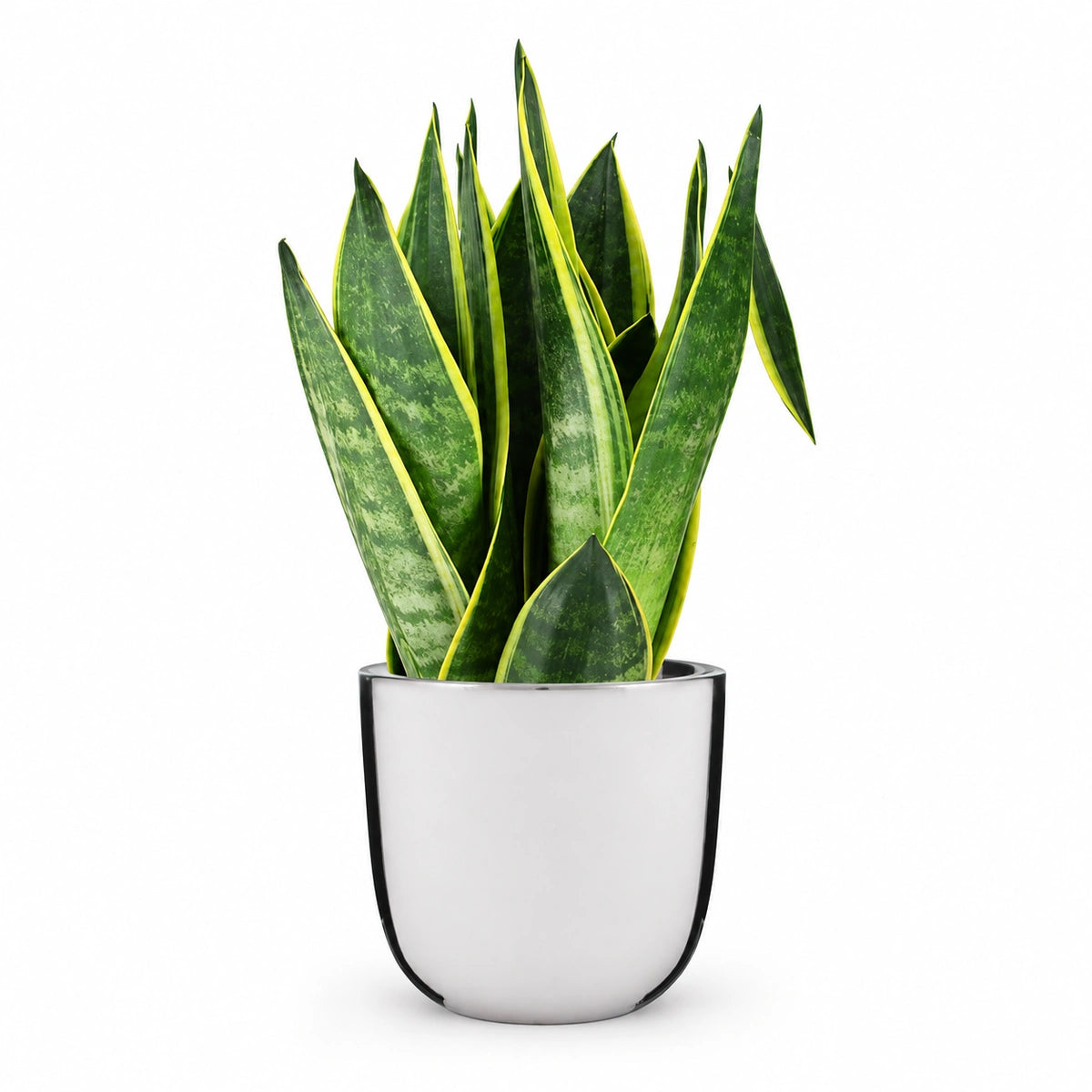 Sansevieria 'Canary' 12cm + Chaz silver 13.5cm (116701)