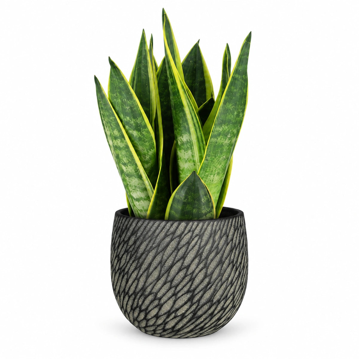Sansevieria 'Canary' 12cm + Elio anthracite 12.5cm (1163962)