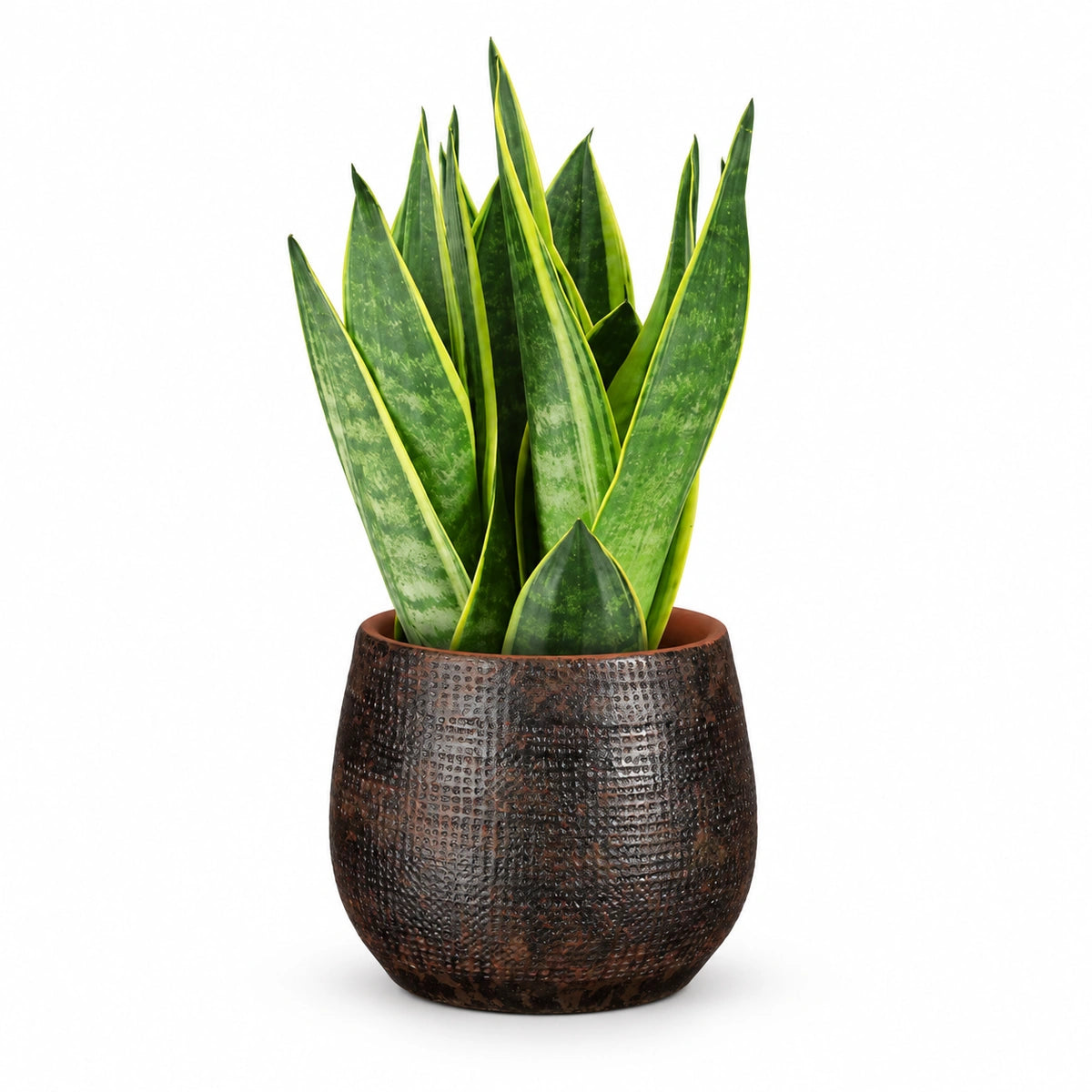 Sansevieria 'Canary' 12cm + Enrique brown 13cm (1157584)