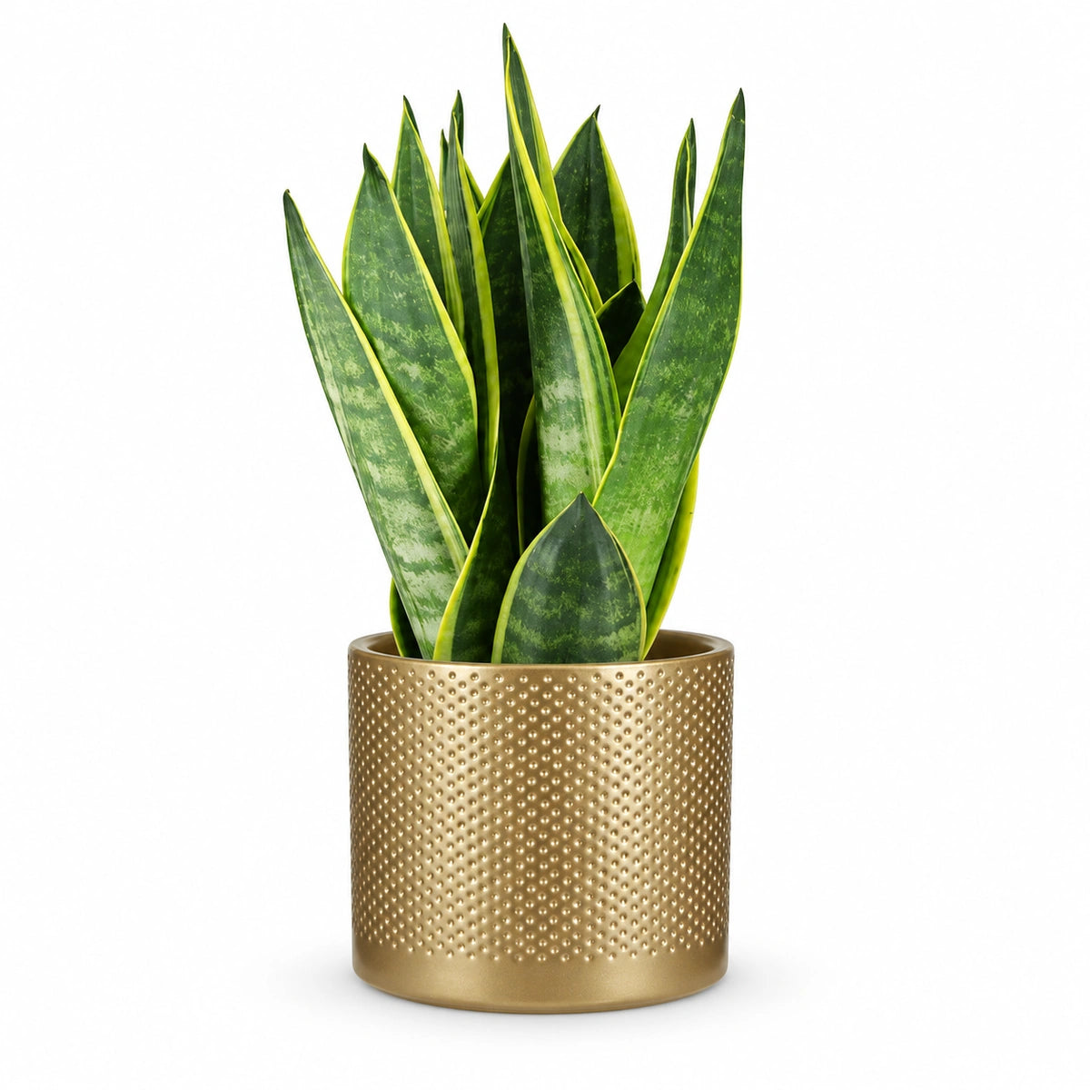 Sansevieria 'Canary' 12cm + Era gold relief 14cm (1059868)