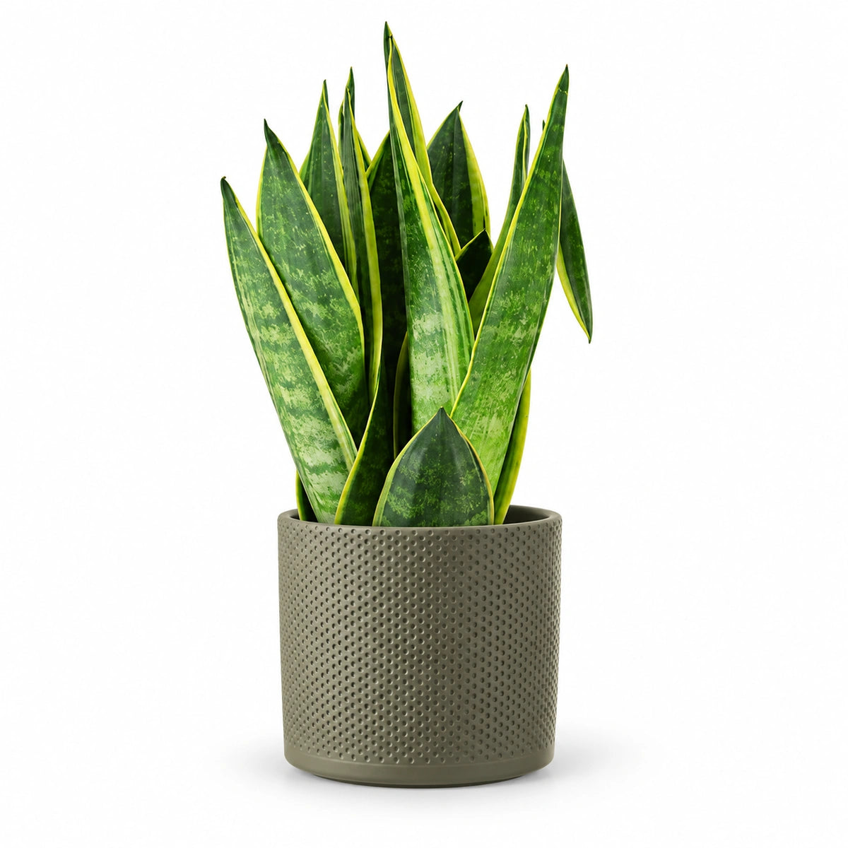 Sansevieria 'Canary' 12cm + Era green relief 14cm (1051633)