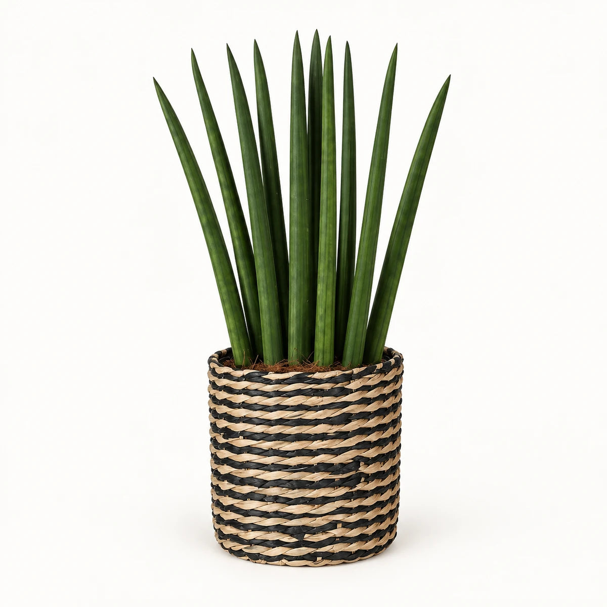 Sansevieria cylindrica 'fan' 12cm + Alexis black 13cm (1102736) — 4
