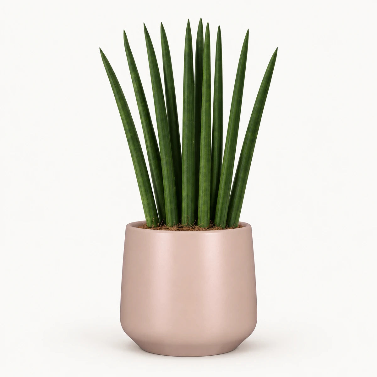 Sansevieria cylindrica 'fan' 12cm + Amber l. pink matt 14.5cm (1094378)
