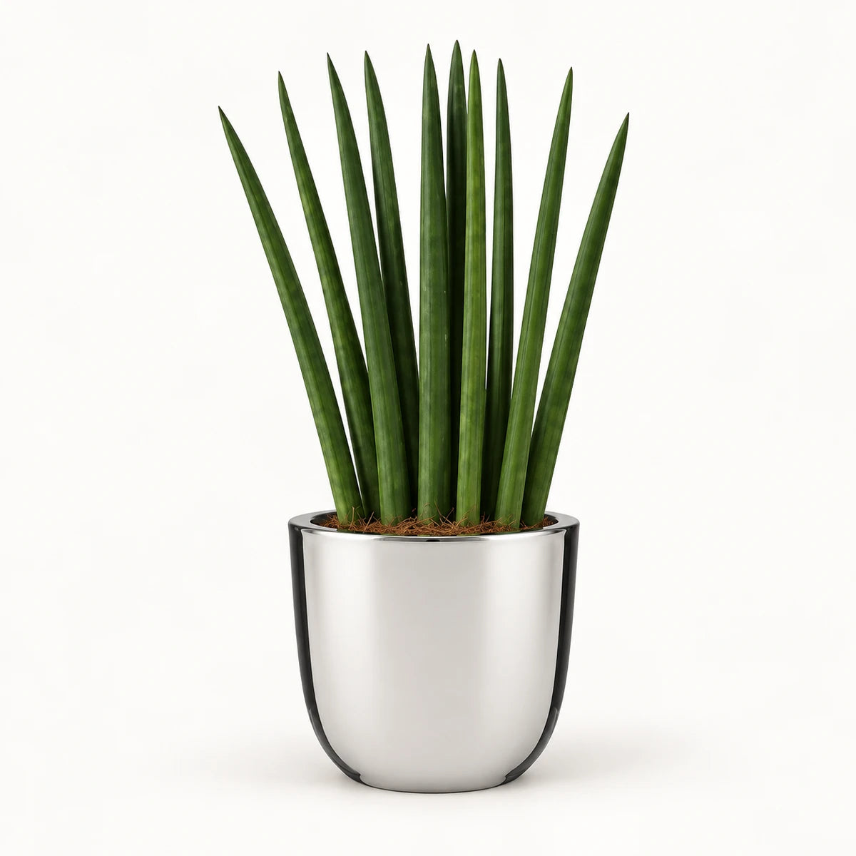 Sansevieria cylindrica 'fan' 12cm + Chaz silver 13.5cm (116701)