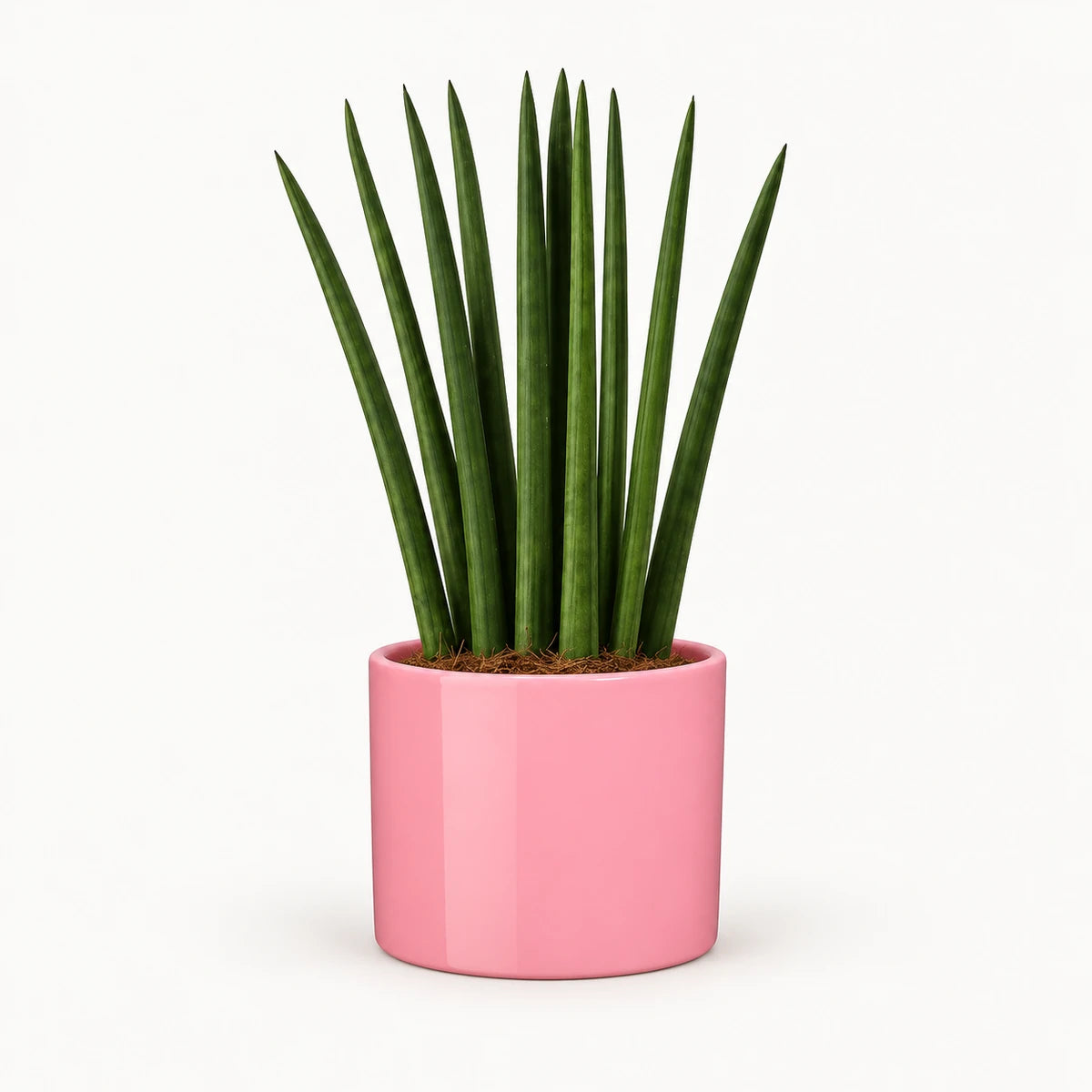 Sansevieria cylindrica 'fan' 12cm + Era pink 12cm (1135539)