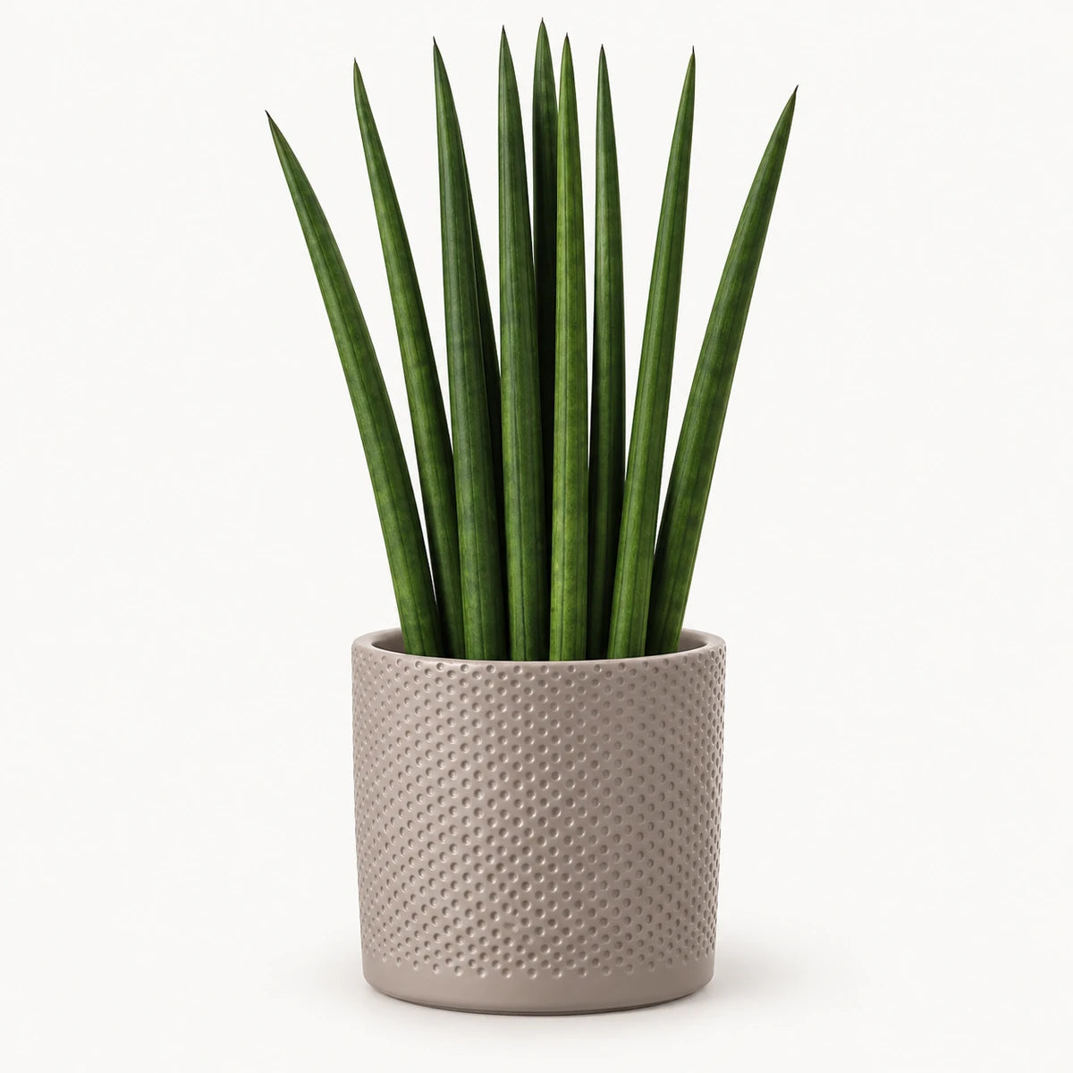 Sansevieria cylindrica 'fan' 12cm + Era taupe relief 14cm (1051628)
