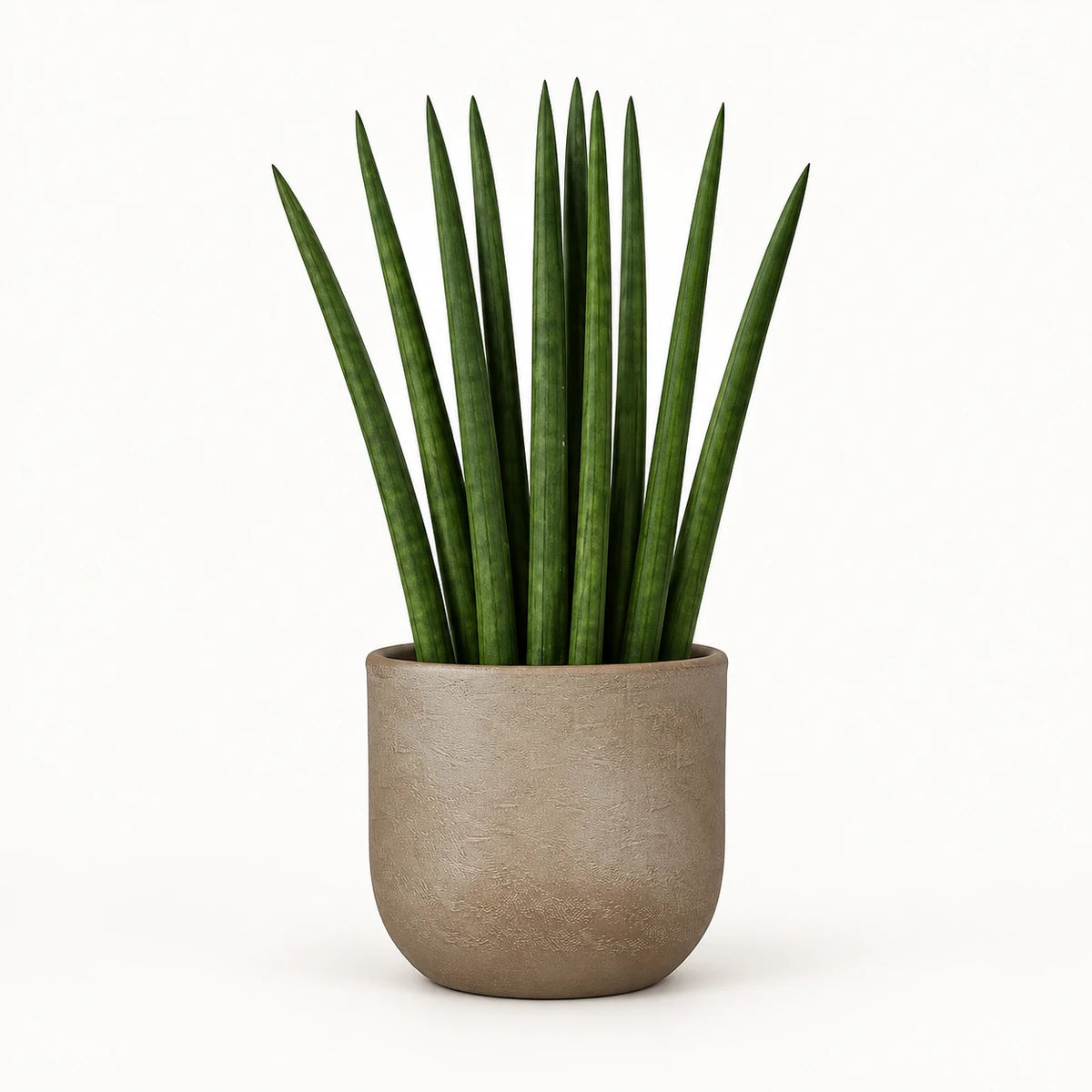 Sansevieria cylindrica 'fan' 12cm + Nora taupe 14cm (1074613)