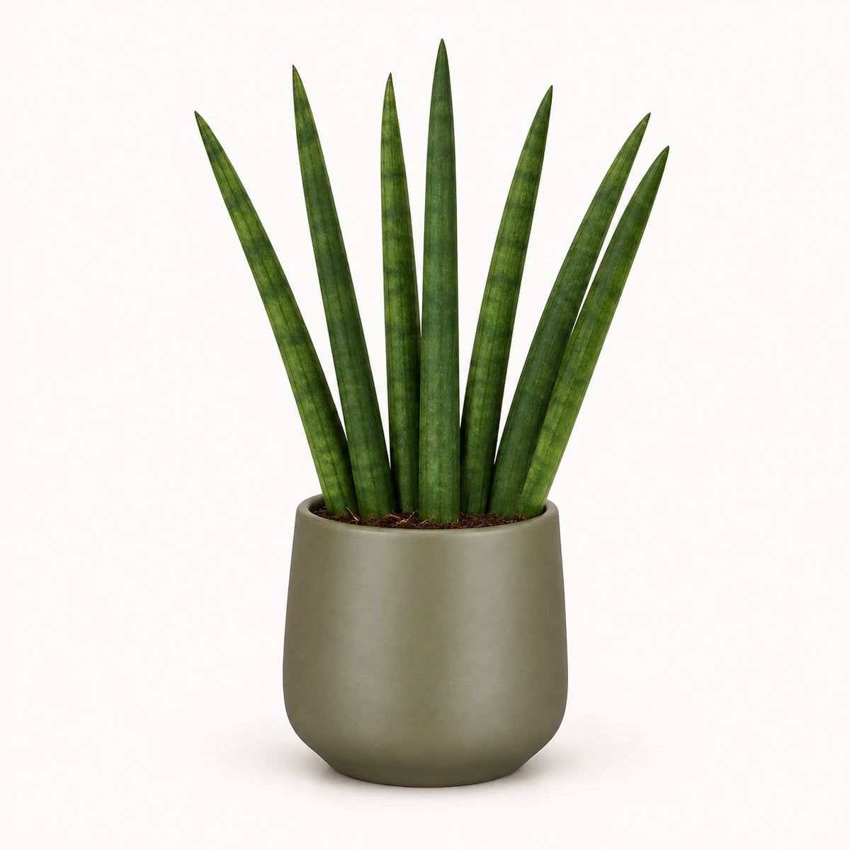 Sansevieria cylindrica  'fan' 6cm + Amber green matt 6cm (1094372)
