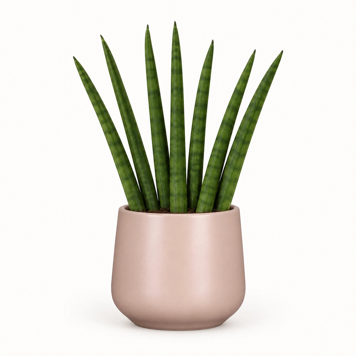 Sansevieria cylindrica  'fan' 6cm + Amber l. pink matt 6cm (1094375)