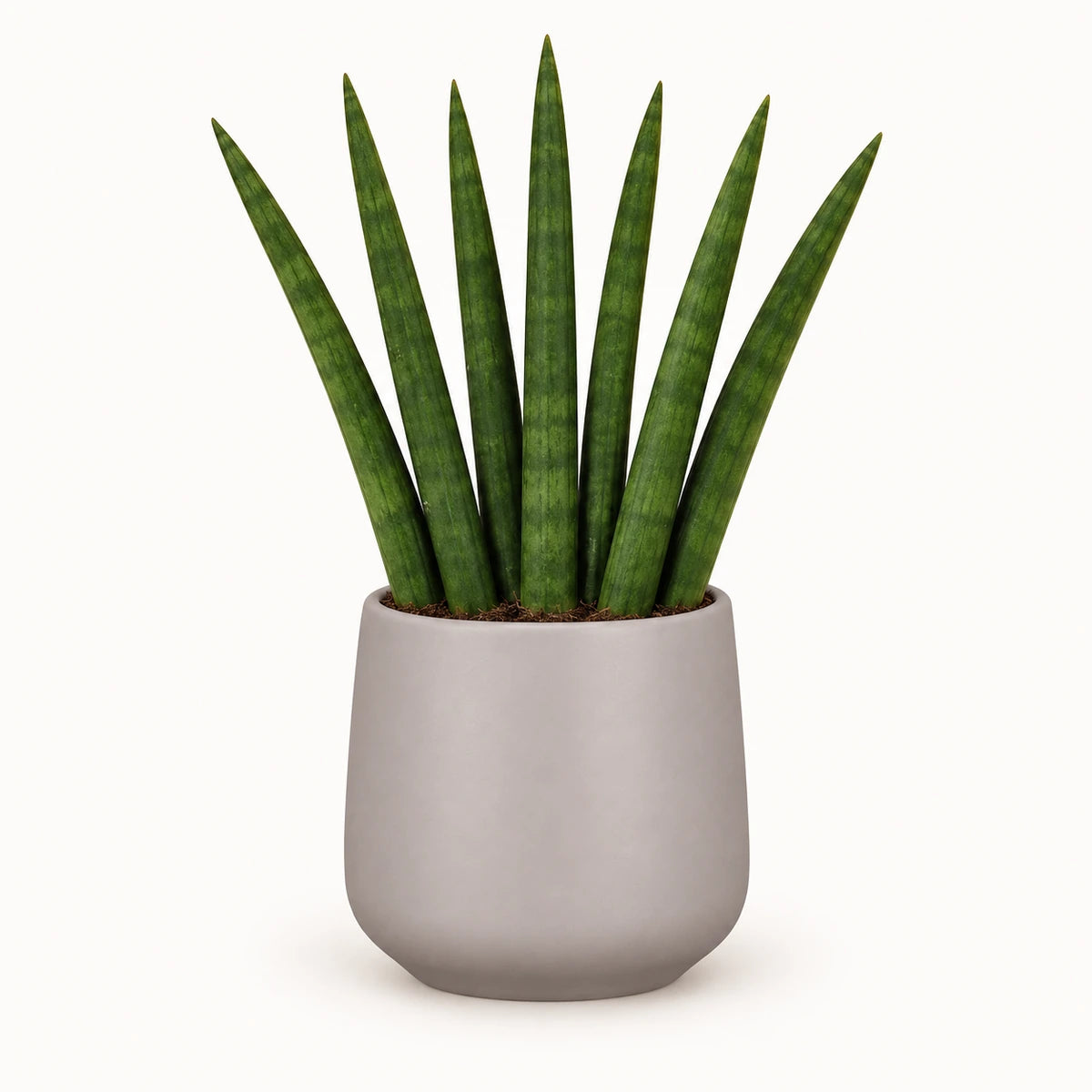 Sansevieria cylindrica  'fan' 6cm + Amber taupe matt 6cm (1094366)