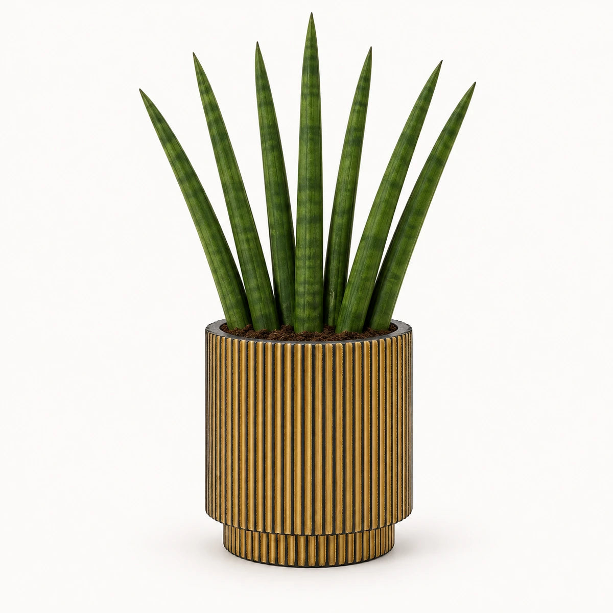 Sansevieria cylindrica  'fan' 6cm + Capi Vase cylinder groove black-gold 8cm (BGVGB311)