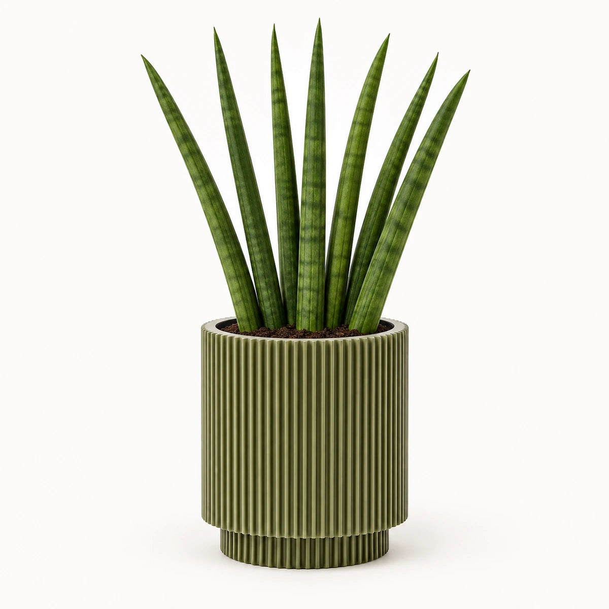 Sansevieria cylindrica  'fan' 6cm + Capi Vase cylinder groove green 8cm (BGVGN311)