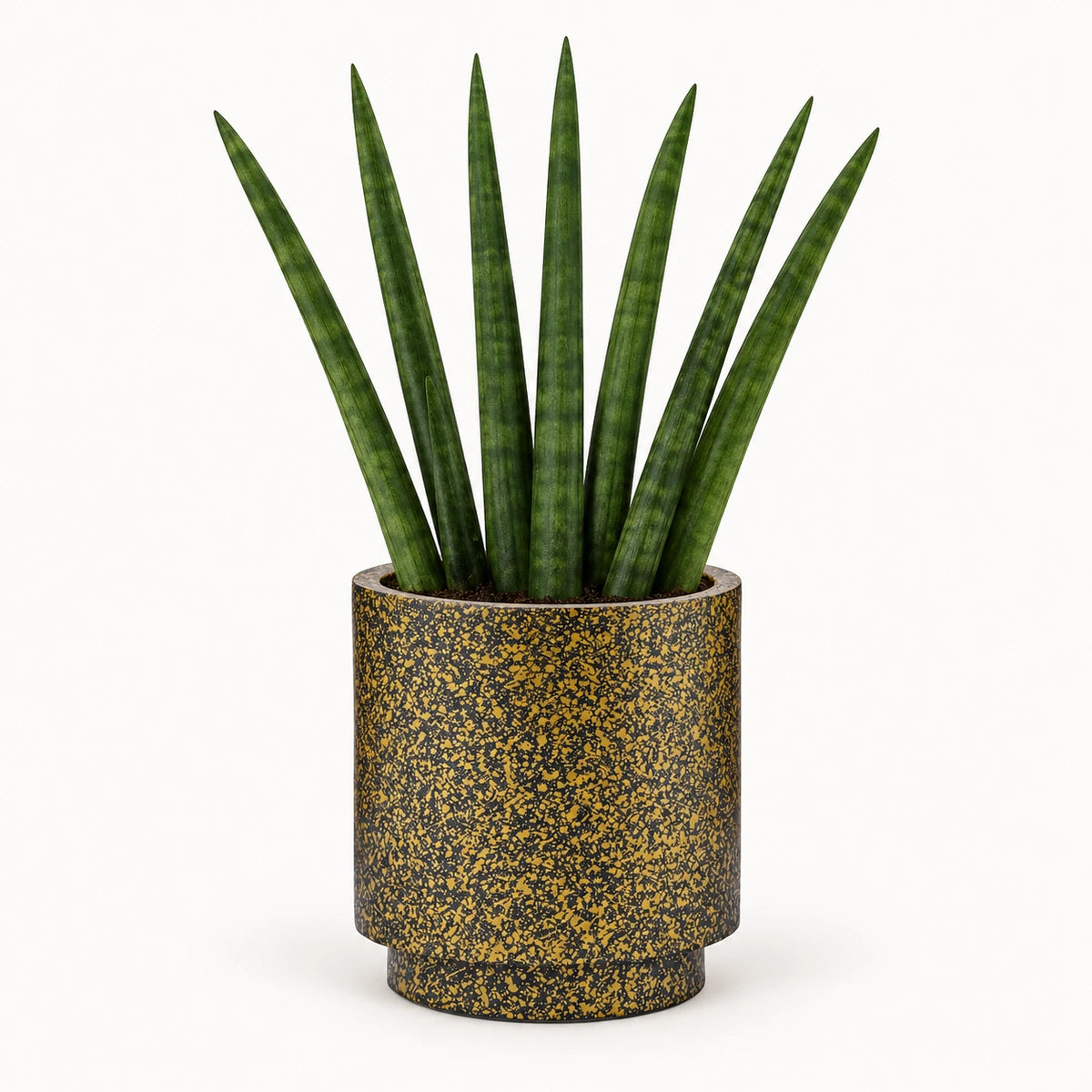Sansevieria cylindrica  'fan' 6cm + Capi Vase cylinder Terrazzo gold 8cm (BTZG311)