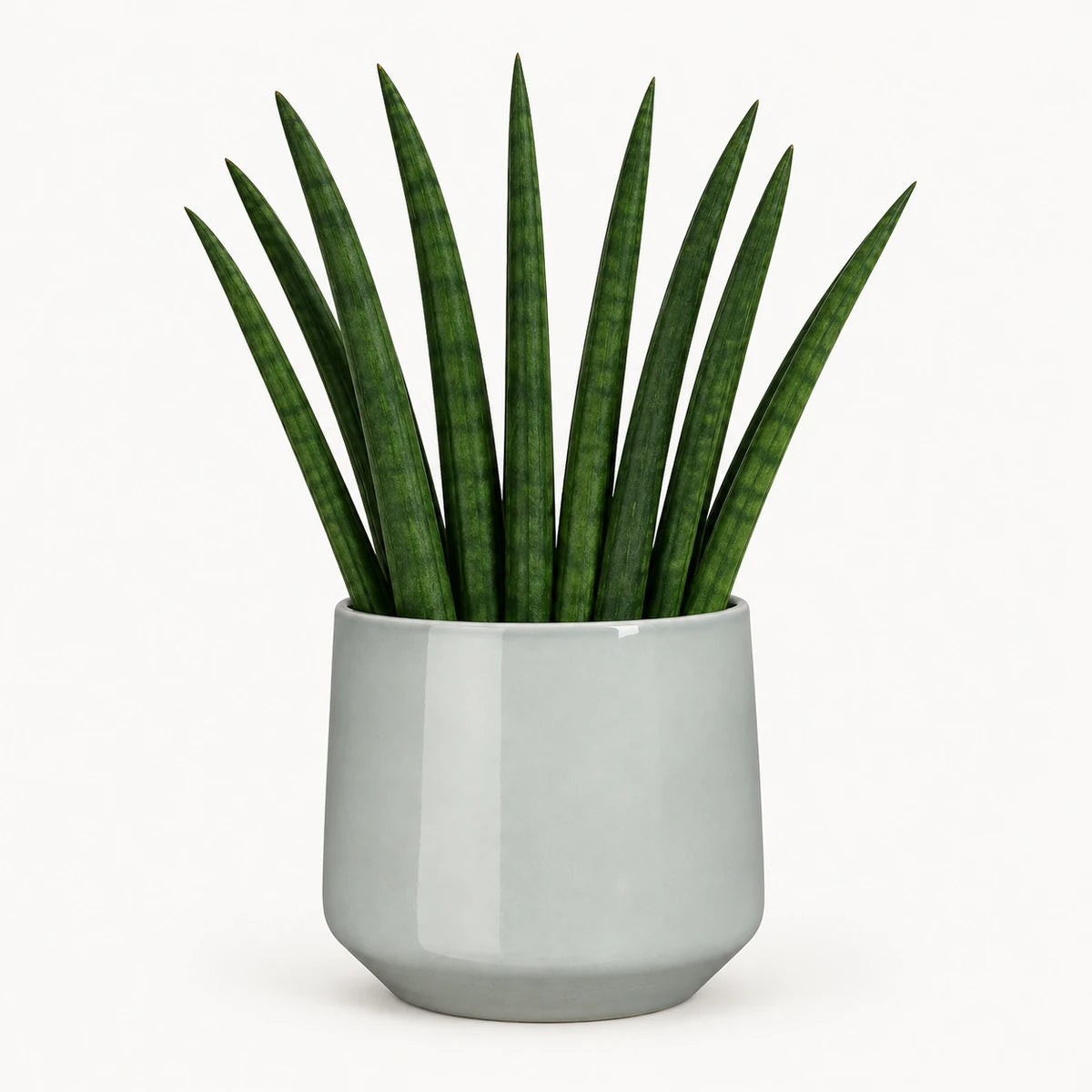 Sansevieria cylindrica 'fan' 9cm + Amber light grey 9cm (1167581)