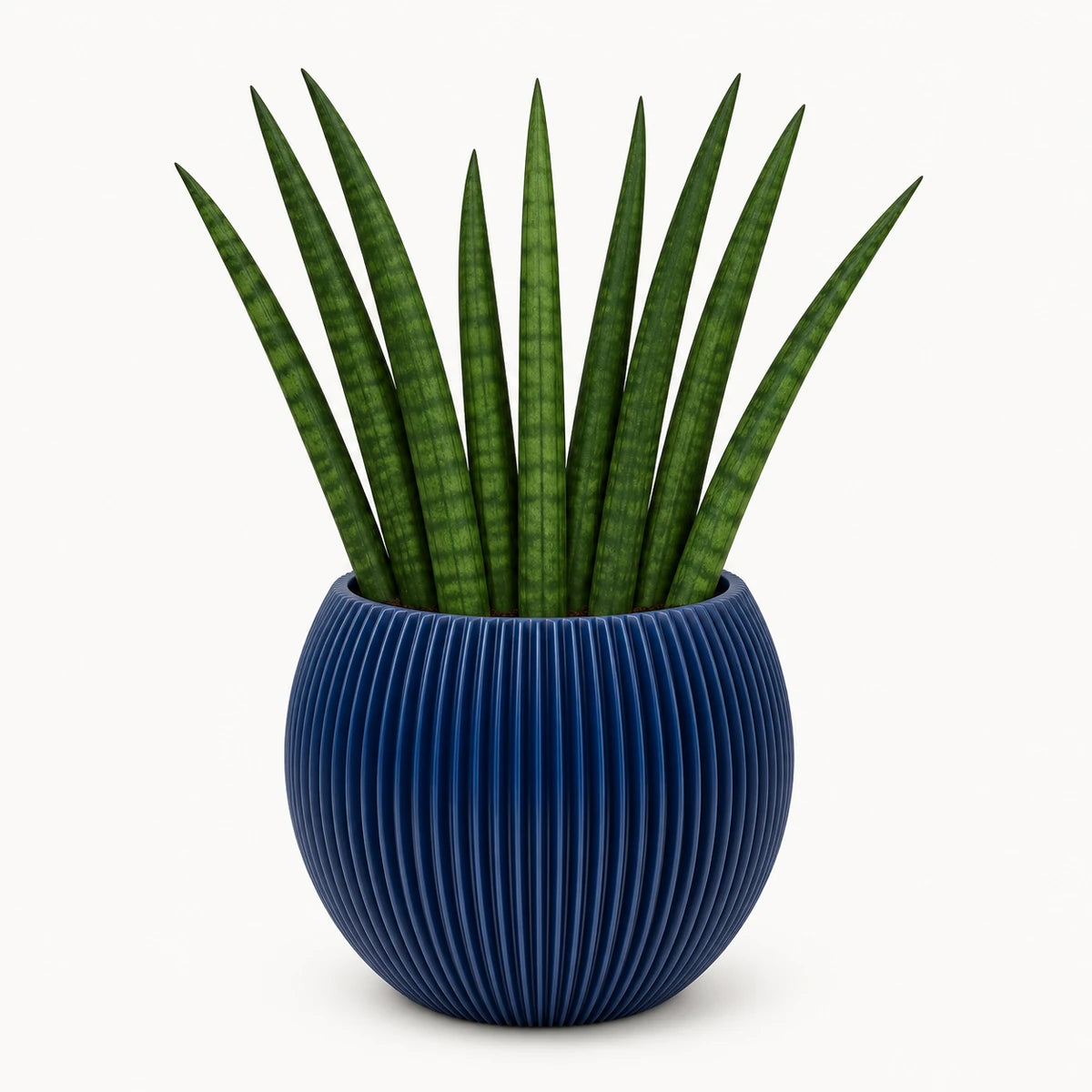 Sansevieria cylindrica 'fan' 9cm + Capi Vase ball groove dark blue 13cm (BGVDB109)