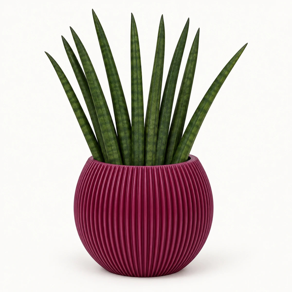 Sansevieria cylindrica 'fan' 9cm + Capi Vase ball groove purple 13cm (BGVP109)