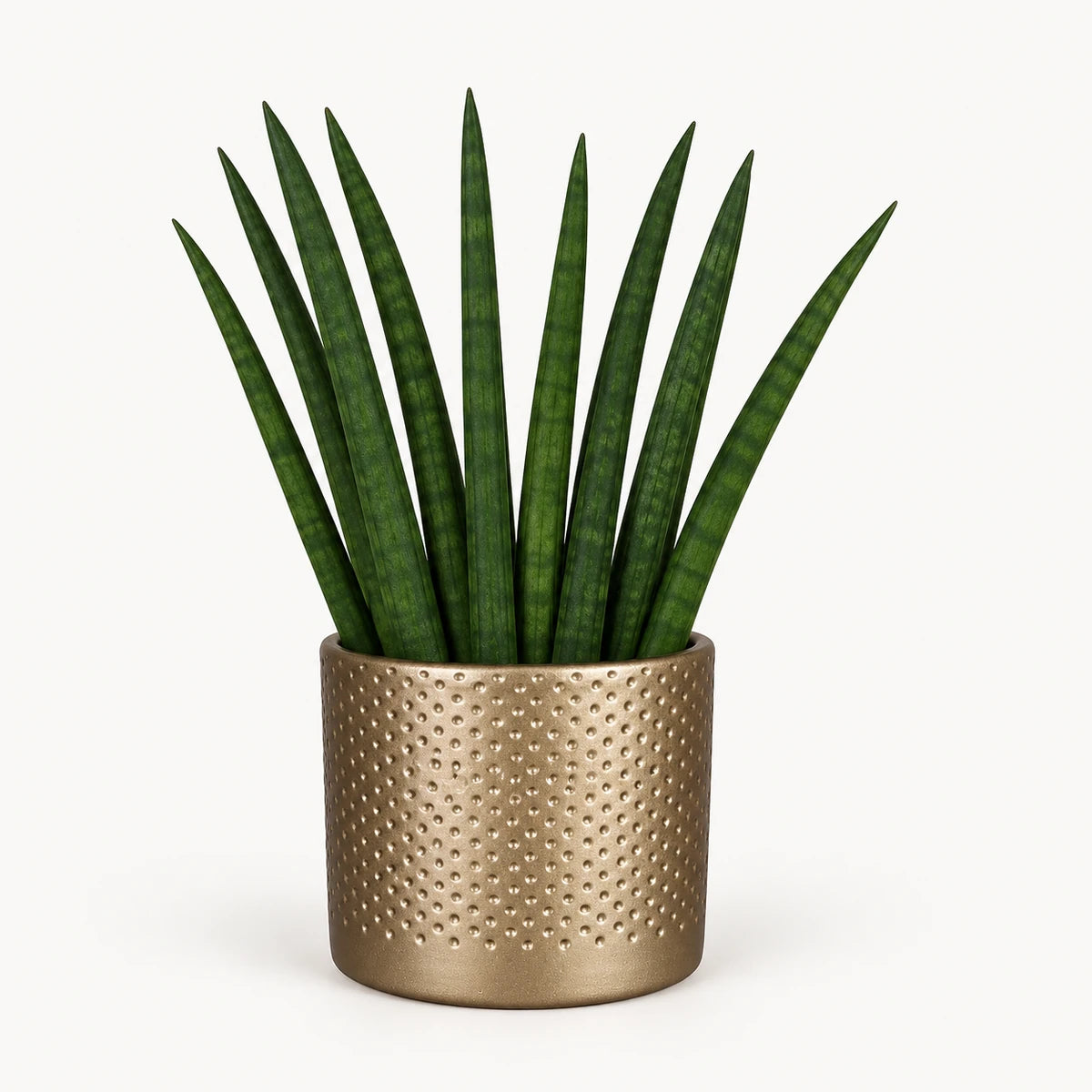 Sansevieria cylindrica 'fan' 9cm + Era gold relief 8.5cm (1096073)