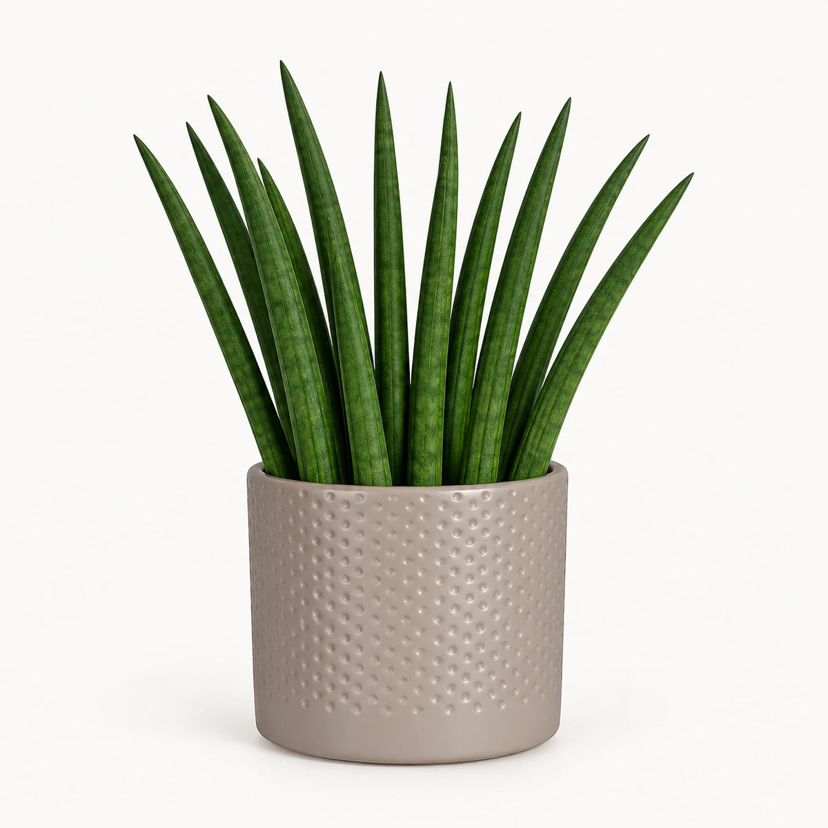 Sansevieria cylindrica 'fan' 9cm + Era taupe relief 8.5cm (1096062)
