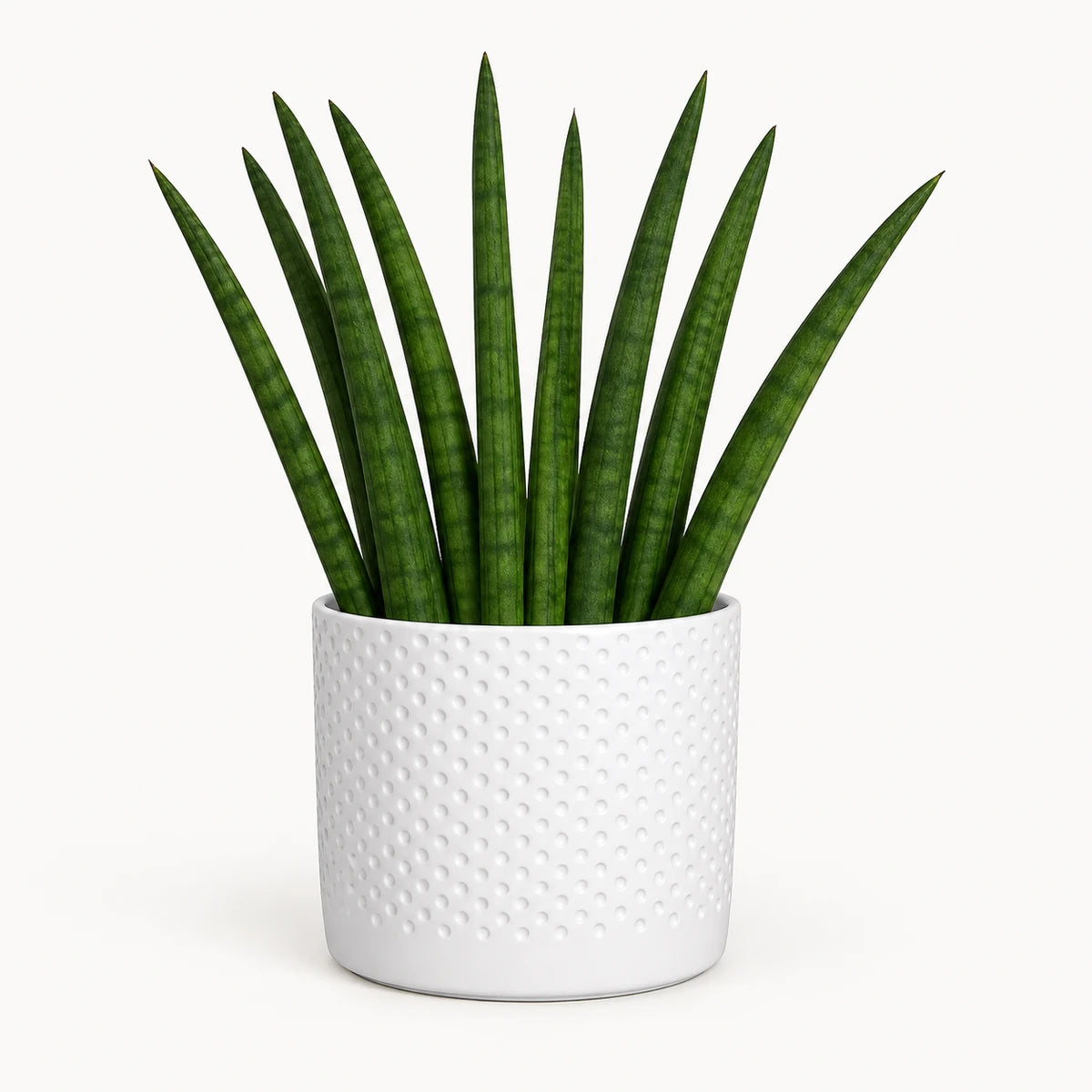 Sansevieria cylindrica 'fan' 9cm + Era white relief 8.5cm (1096055)