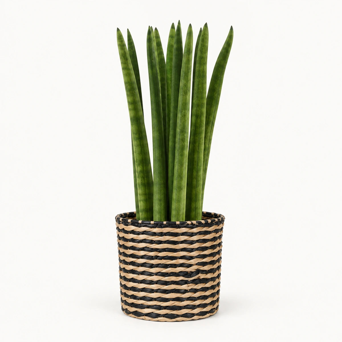 Sansevieria cylindrica 'straight' 12cm + Alexis black 13cm (1102736)