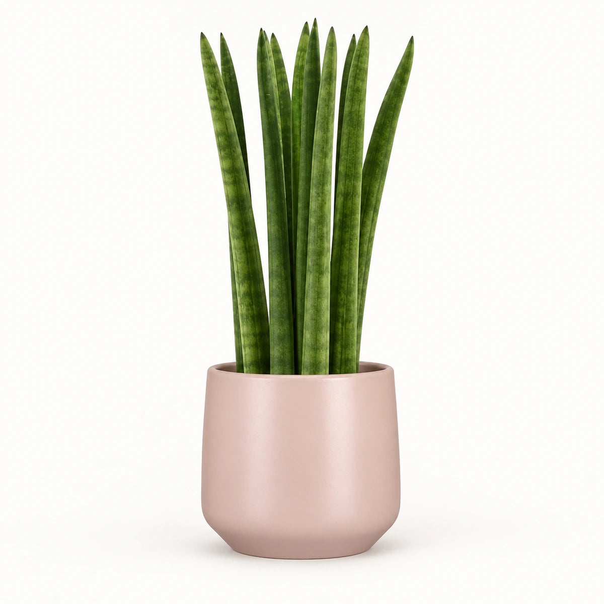 Sansevieria cylindrica 'straight' 12cm + Amber l. pink matt 14.5cm (1094378)