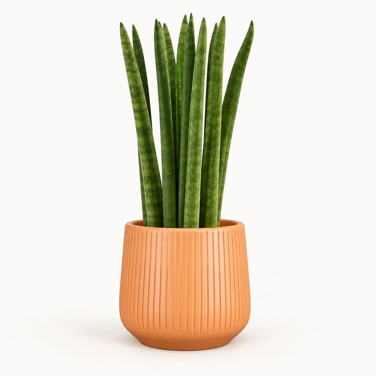Sansevieria cylindrica 'straight' 12cm + Amber orange vertical 13cm (1133678)