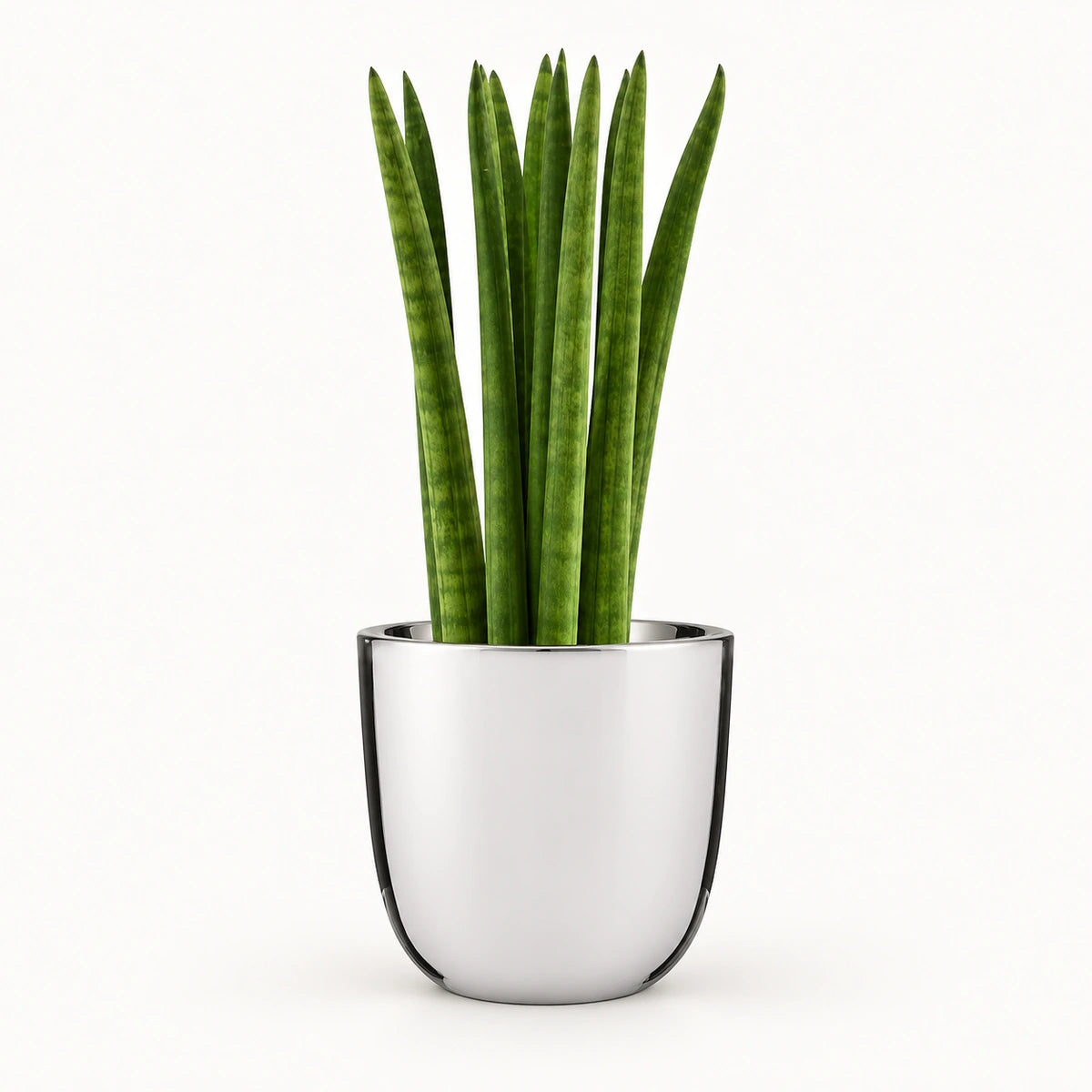 Sansevieria cylindrica 'straight' 12cm + Chaz silver 13.5cm (116701)
