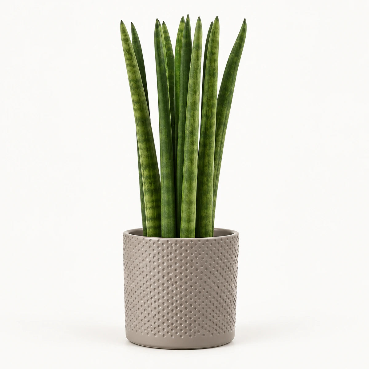 Sansevieria cylindrica 'straight' 12cm + Era taupe relief 12cm (1051627)