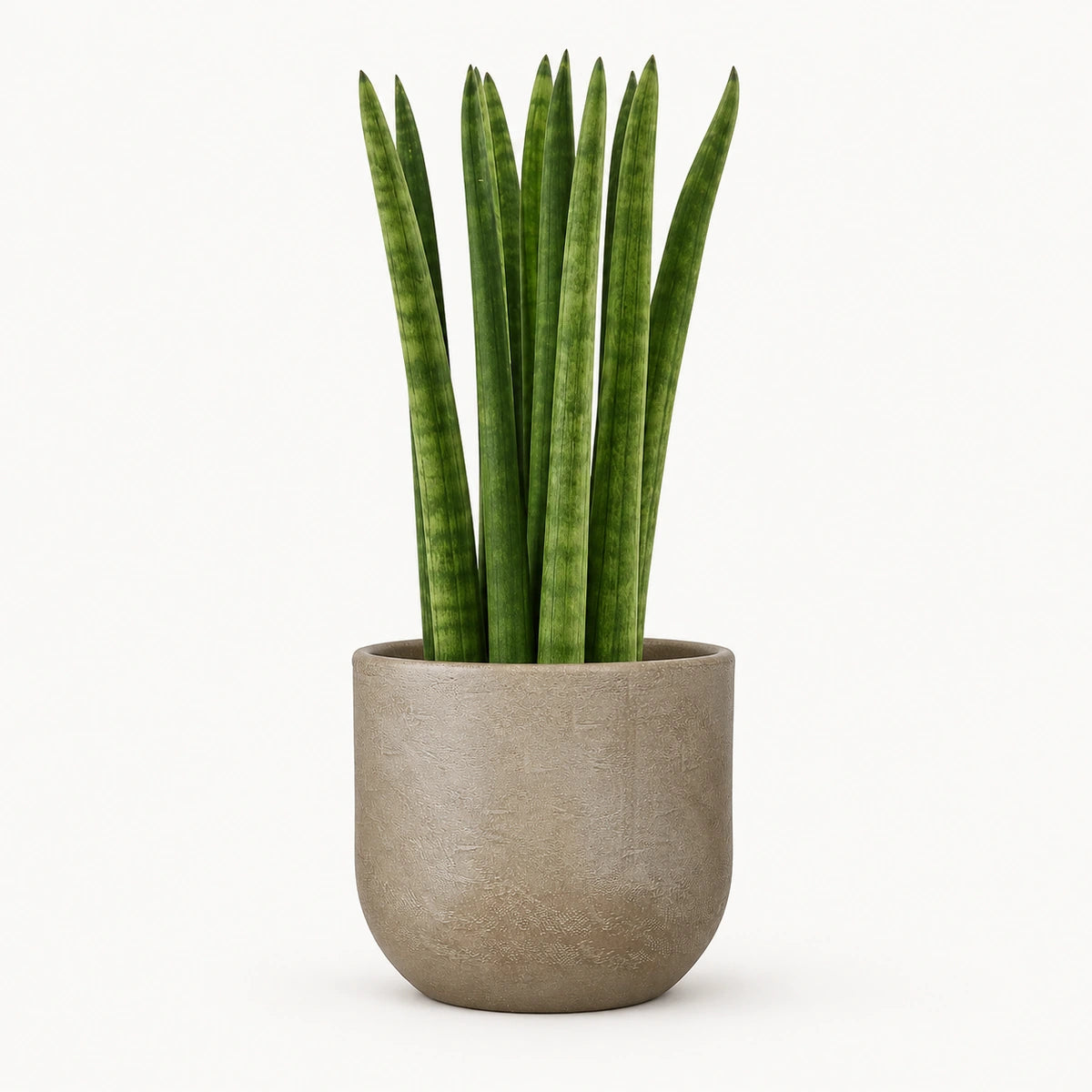 Sansevieria cylindrica 'straight' 12cm + Nora taupe 14cm (1074613)