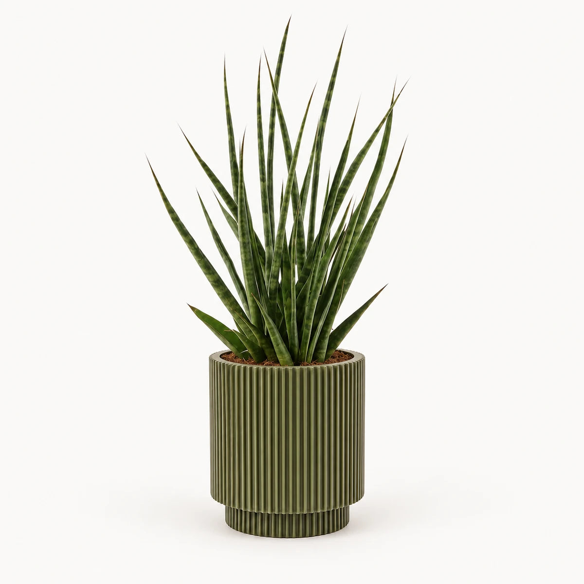 Sansevieria 'digitorum' 10.5cm + Capi Vase cylinder groove green 11cm (BGVGN312)