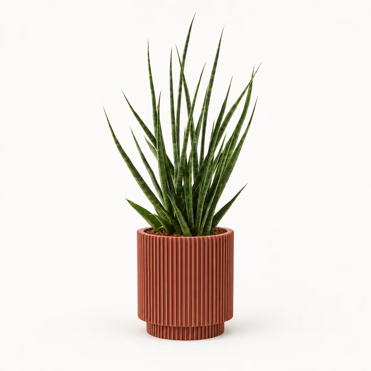 Sansevieria 'digitorum' 10.5cm + Capi Vase cylinder groove merlot-red 11cm (BGVMR312)