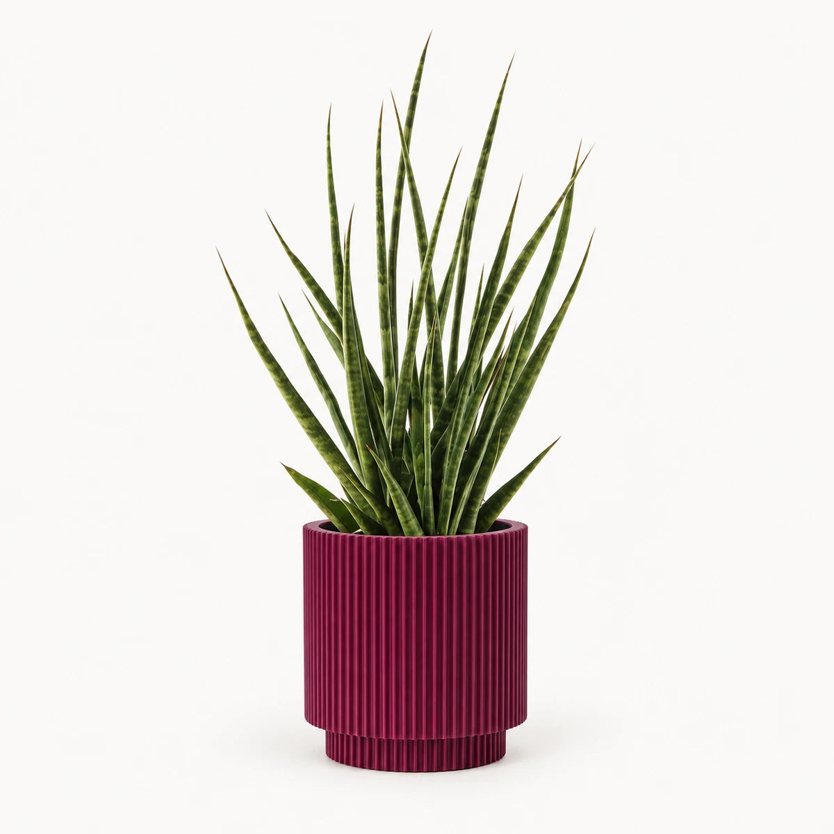 Sansevieria 'digitorum' 10.5cm + Capi Vase cylinder groove purple 11cm (BGVP312)
