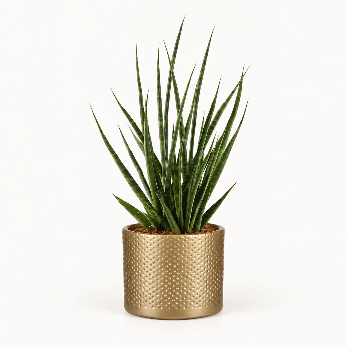 Sansevieria 'digitorum' 10.5cm + Era gold relief 10.5cm (1059866)