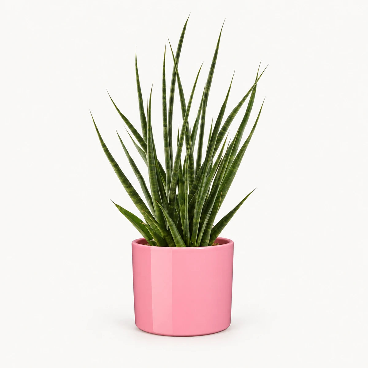 Sansevieria 'digitorum' 10.5cm + Era pink 10.5cm (1135536)