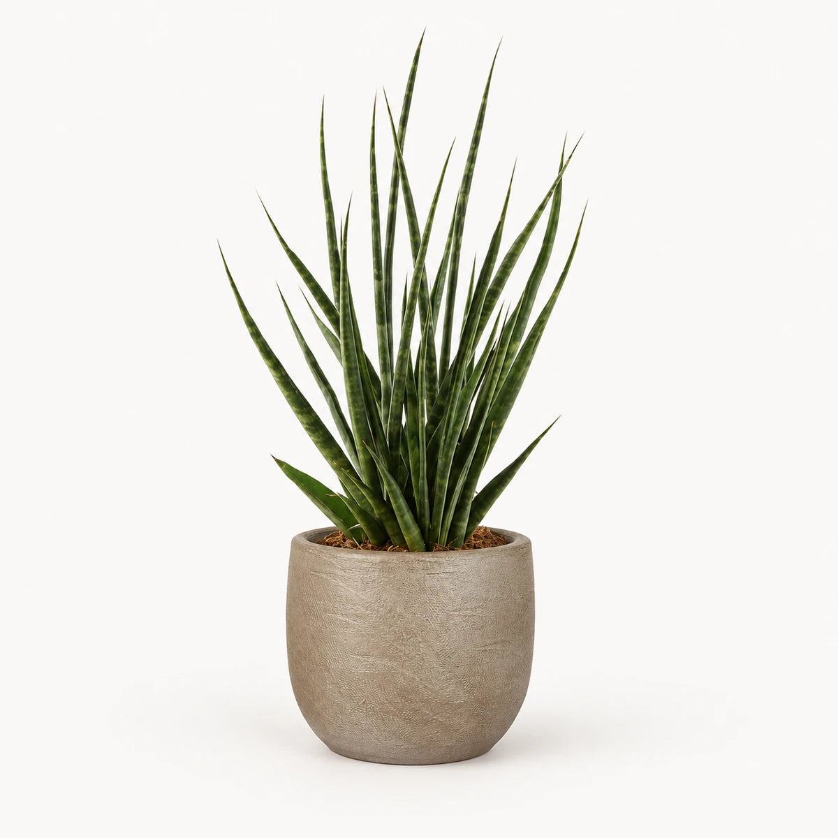Sansevieria 'digitorum' 10.5cm + Nora taupe 11cm (1074611)