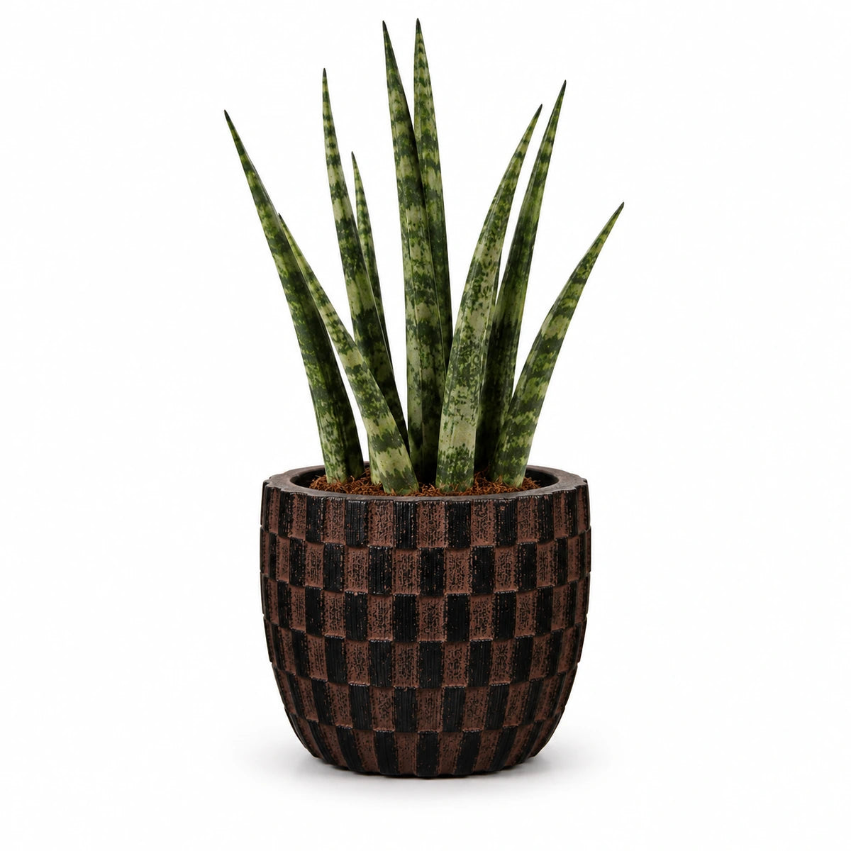 Sansevieria fernwood 6cm + Capi Egg wave brown 10cm (BWVB139)