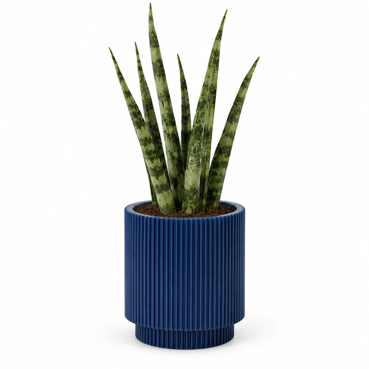 Sansevieria fernwood 6cm + Capi Vase cylinder groove dark blue 8cm (BGVDB311)