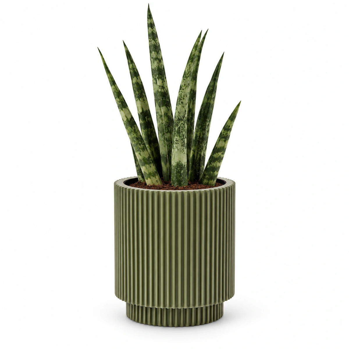 Sansevieria fernwood 6cm + Capi Vase cylinder groove green 8cm (BGVGN311)