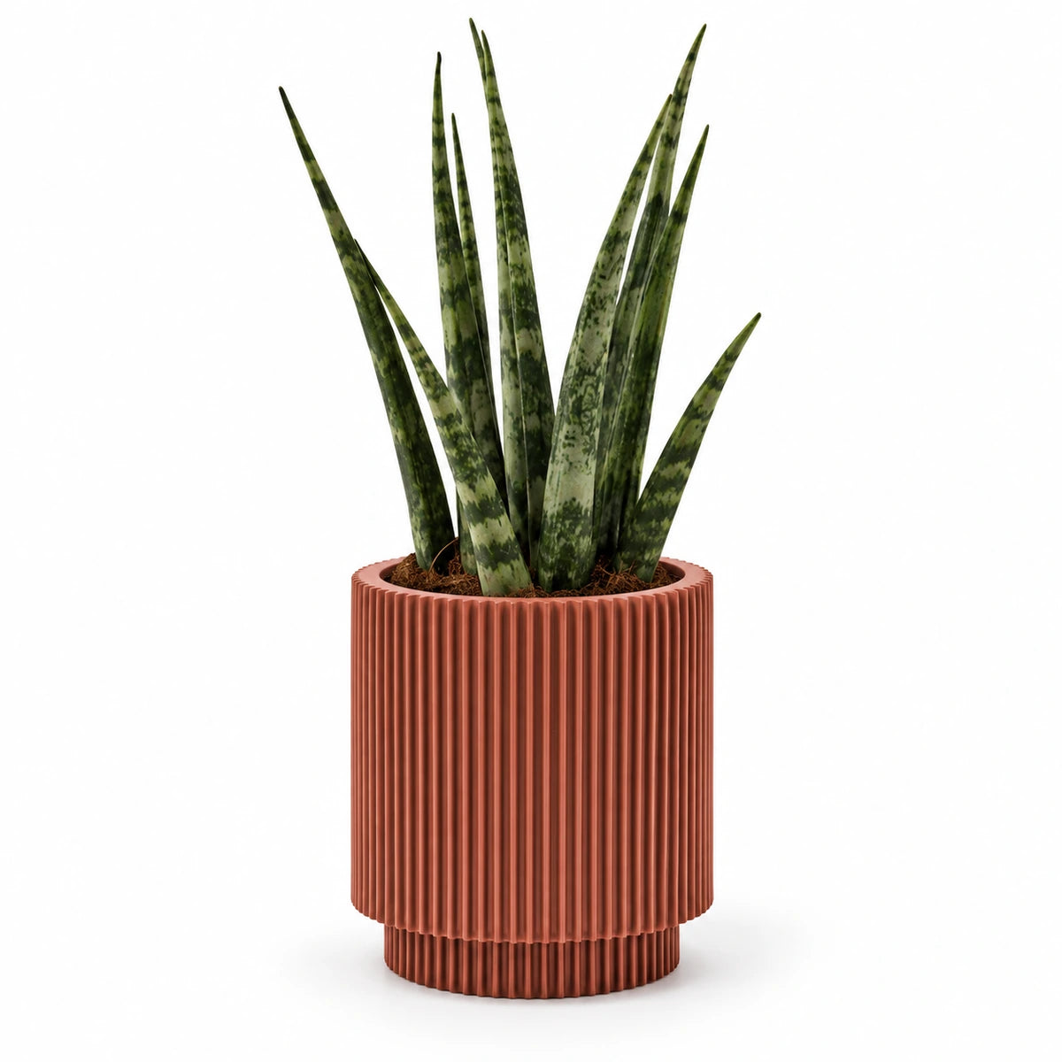 Sansevieria fernwood 6cm + Capi Vase cylinder groove merlot-red 8cm (BGVMR311)