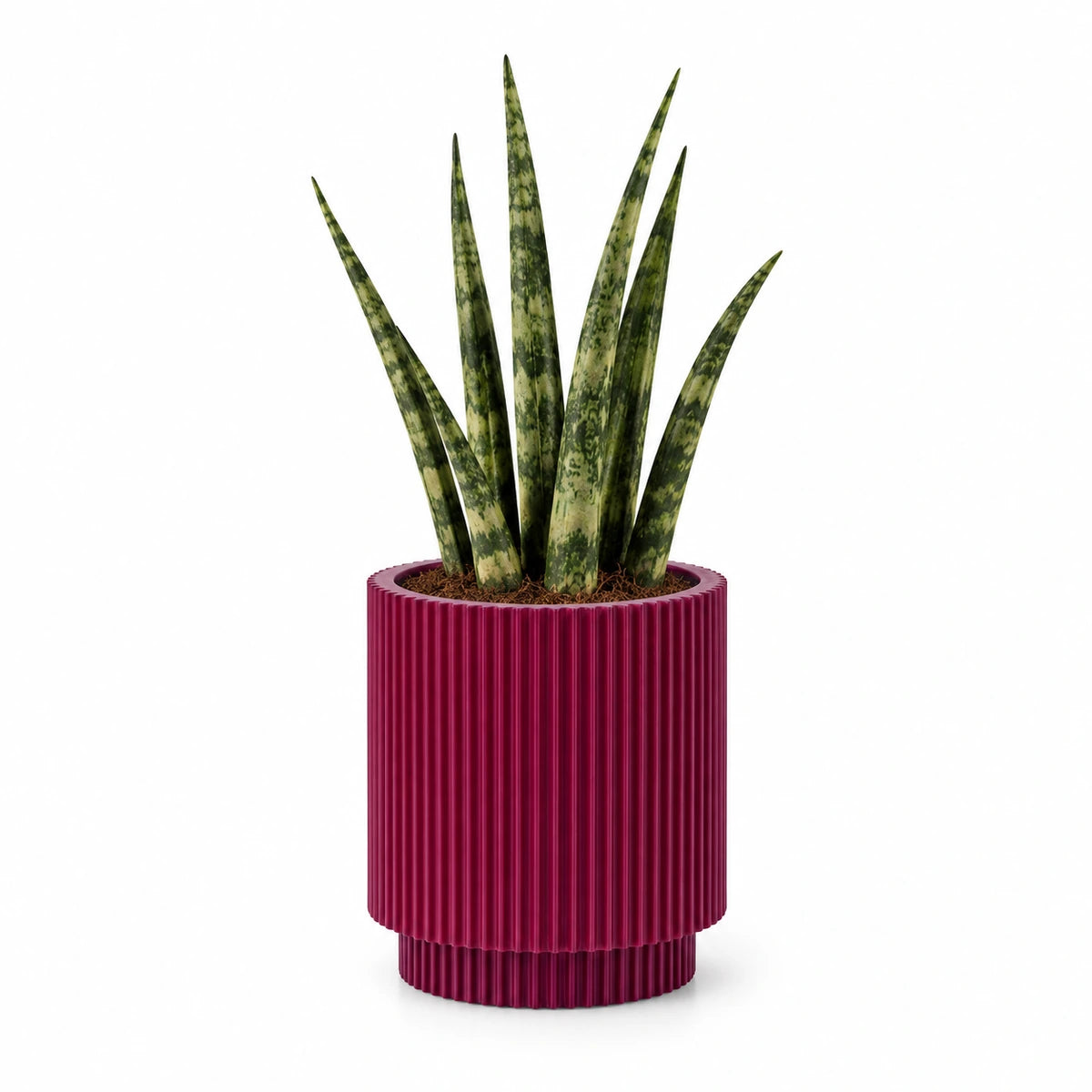 Sansevieria fernwood 6cm + Capi Vase cylinder groove purple 8cm (BGVP311)