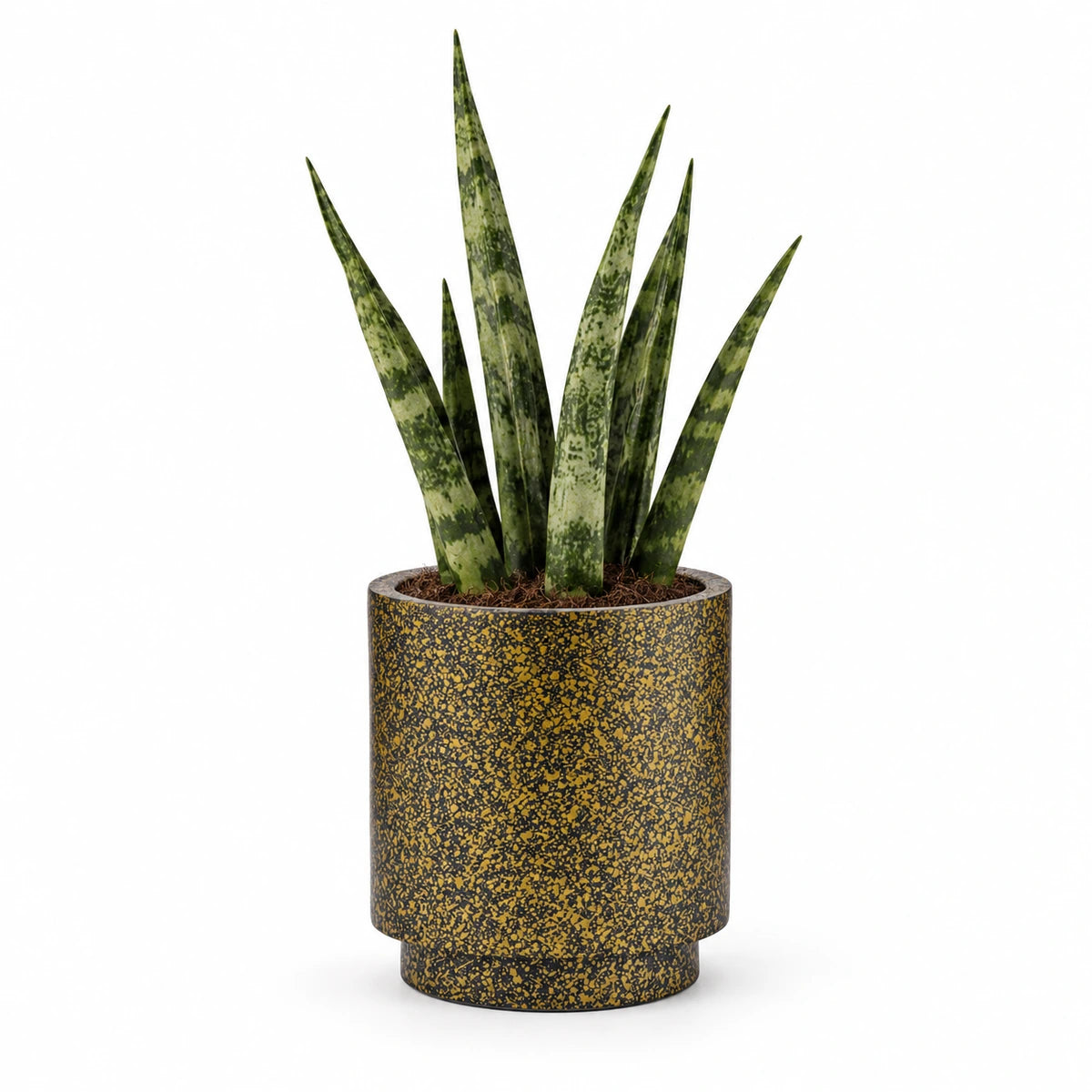 Sansevieria fernwood 6cm + Capi Vase cylinder Terrazzo gold 8cm (BTZG311)