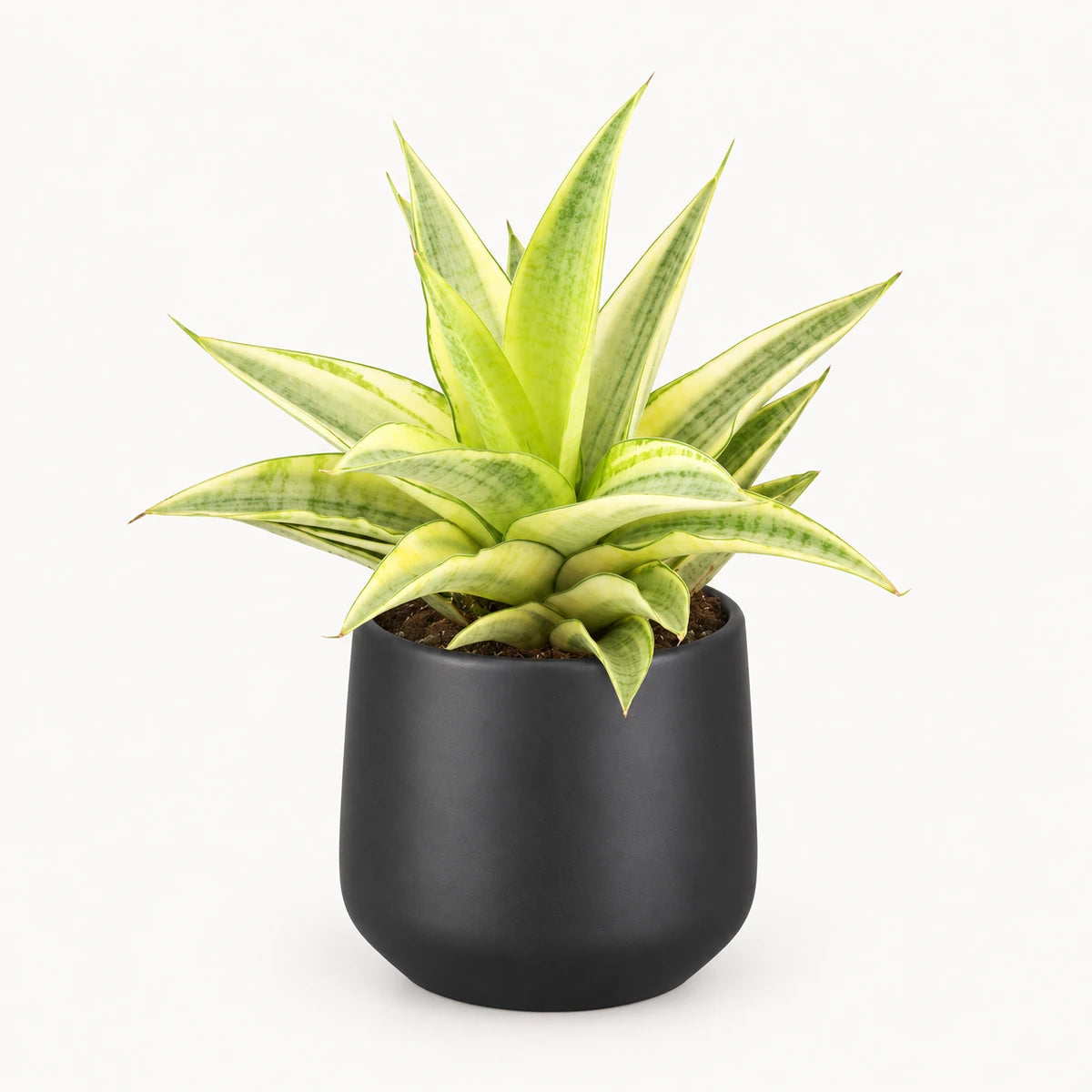 Sansevieria 'Gabriella Crown' 9cm + Amber dark grey matt 9cm (1087667)