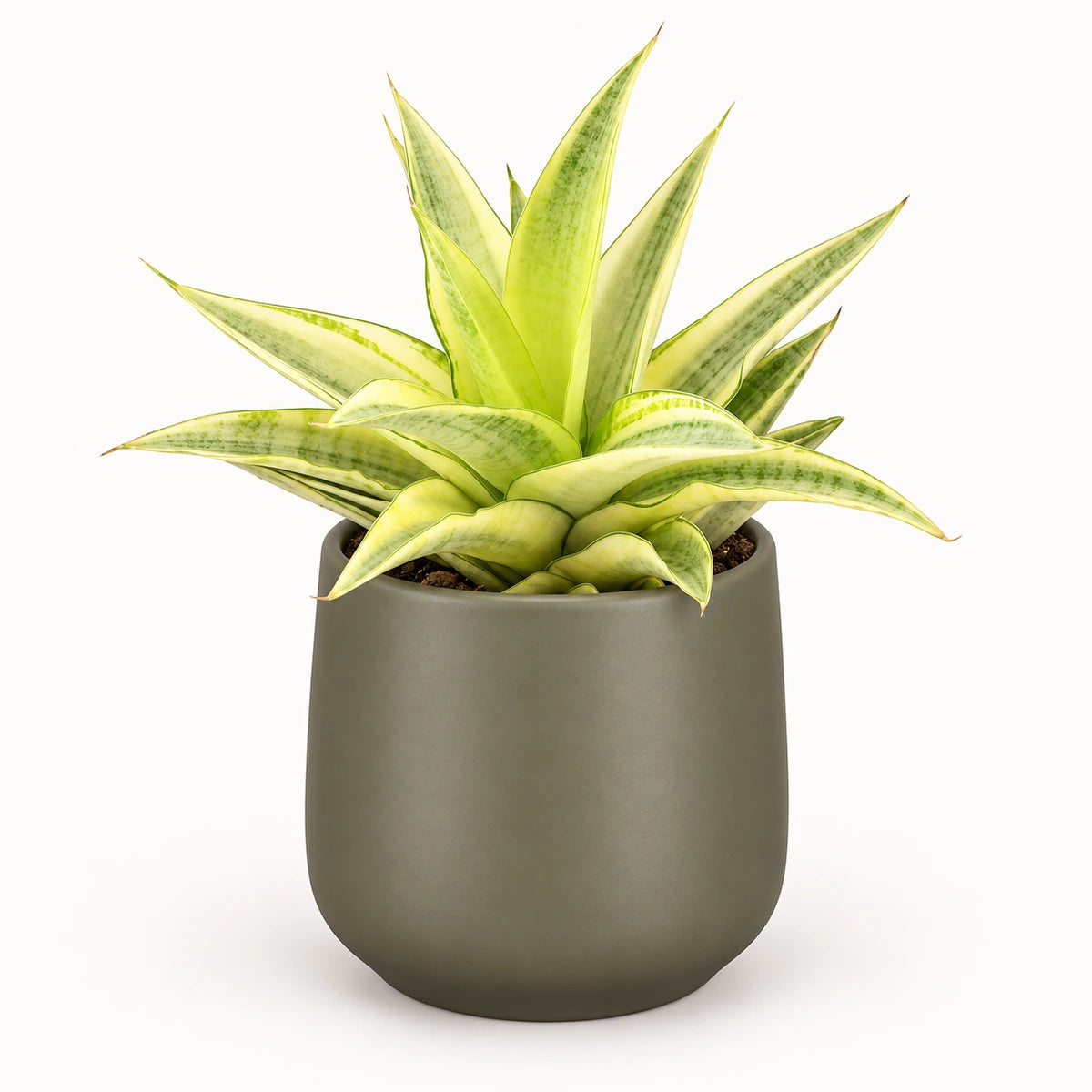 Sansevieria 'Gabriella Crown' 9cm + Amber green matt 8.5cm (1087670)