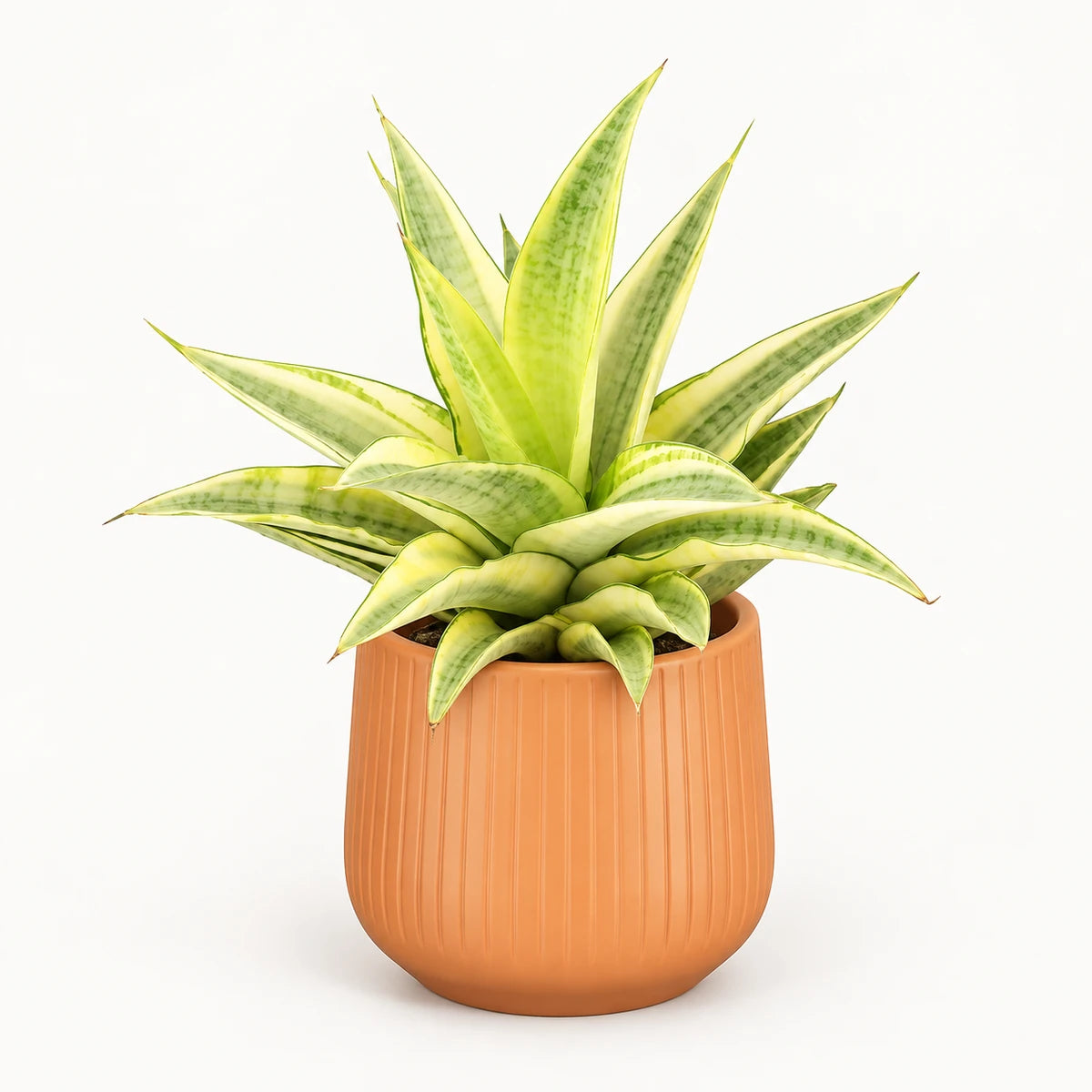 Sansevieria 'Gabriella Crown' 9cm + Amber orange vertical 9cm (1133676)