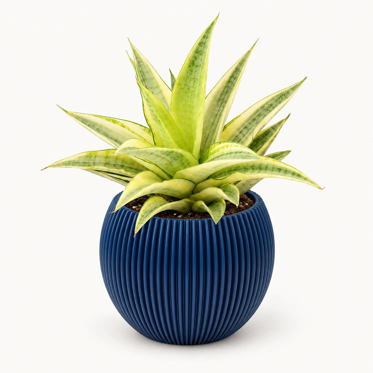 Sansevieria 'Gabriella Crown' 9cm + Capi Vase ball groove dark blue 13cm (BGVDB109)