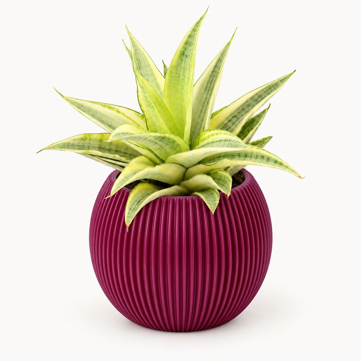 Sansevieria 'Gabriella Crown' 9cm + Capi Vase ball groove purple 13cm (BGVP109)